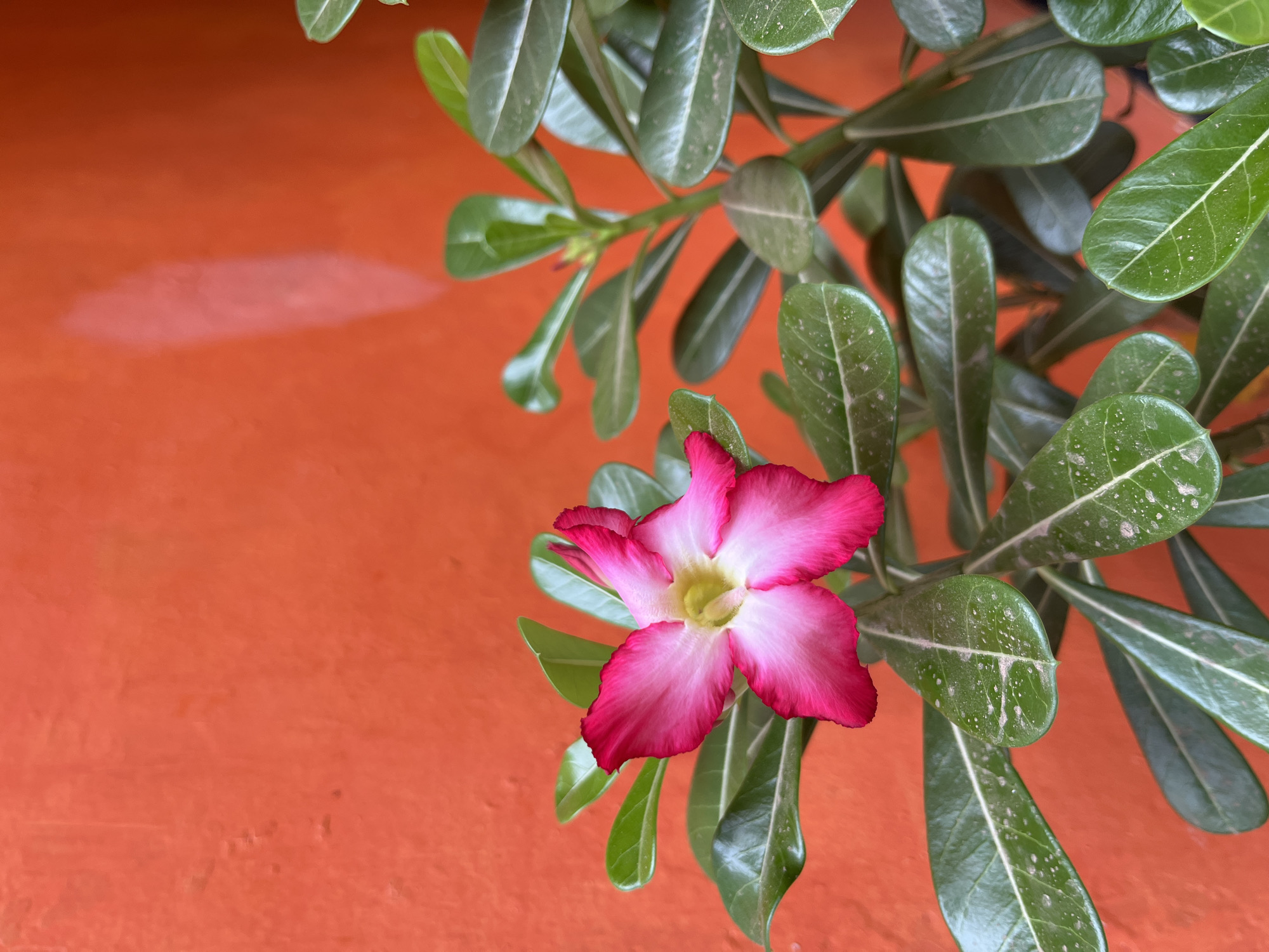 The image shows a close-up of a single pink and white Adenium flower, commonly known as a desert rose, in bloom. The flower has five petals and is centered in the left half of the frame. It is surrounded by its green, succulent leaves, some of which appear to have a light dusting of soil or pollen. The background is a vibrant, textured orange wall, possibly painted stucco, with a subtle shadow or light reflection running vertically down the right side of the frame. The scene is likely in a garden or outdoor setting, potentially a residential area in Glagah Kulon, Indonesia, given the arid-tolerant nature of the plant and common use of brightly colored walls in tropical regions. No people are present in the image, and no specific actions are depicted, other than the natural state of the plant.
