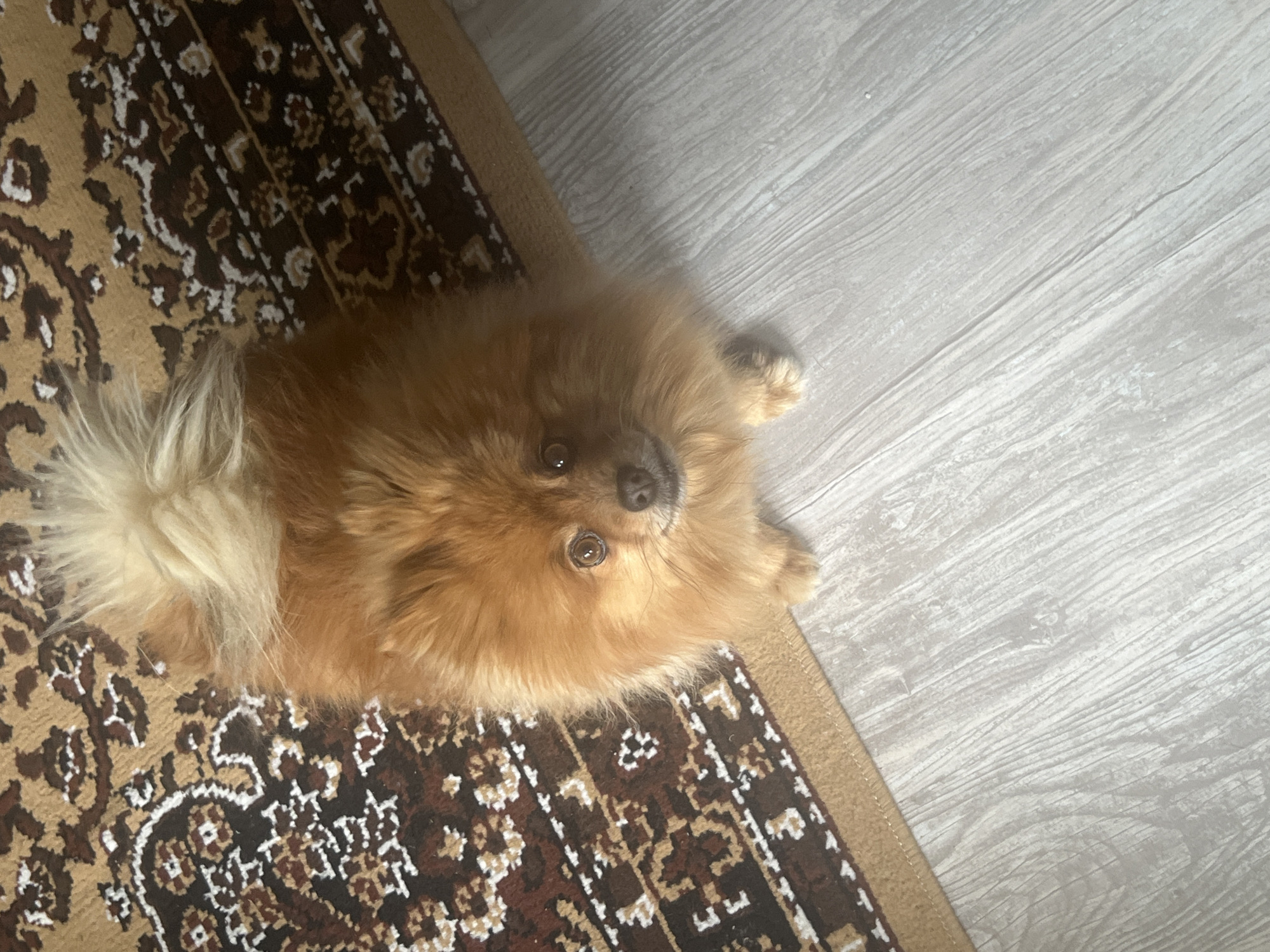A medium shot from a high angle depicts a Pomeranian dog lying on a patterned rug next to a light-colored wooden floor. The dog is predominantly orange-brown with a lighter-colored tail. The rug has a complex pattern in shades of brown, beige, and black. The wooden floor is light gray with visible grain. The location and city are not discernible from the image.