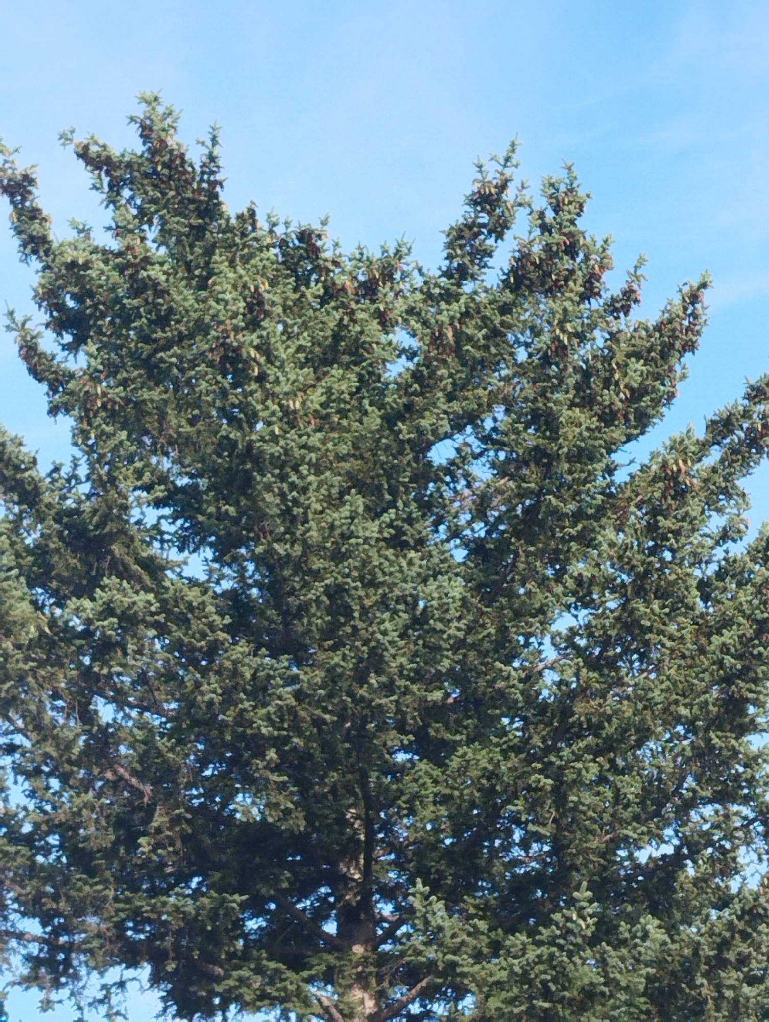 A close-up, full-frame shot shows the dense foliage of a large evergreen tree against a clear blue sky. The branches are heavily laden with small, elongated pinecones. The tree fills the entire frame, with no visible trunk or surrounding environment. The image is well-lit and sharp, highlighting the texture of the needles and the rich green and brown tones of the tree.