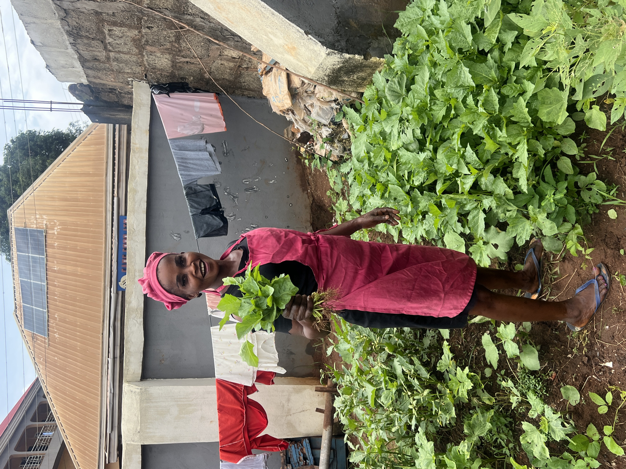 A woman stands in what appears to be a backyard garden, holding a bunch of freshly harvested leafy green vegetables. She is wearing a pink headscarf and a pink apron over a black top and dark pants. The woman is smiling, suggesting a sense of satisfaction or happiness with her harvest.
The setting includes a wall with laundry hanging on a line in front of it. Behind the woman, a dense patch of green plants, likely the same type of vegetables she is holding, grows. The ground is dirt, indicative of a garden area. In the background, there is a glimpse of a building with a corrugated metal roof, and solar panels are visible on the roof of another structure. The overall scene suggests a domestic, rural, or semi-urban environment in a warm climate, possibly during daylight hours given the lighting. The weather appears to be overcast or it is not very bright. There is no visible text in the image. The woman's posture and smile, along with the harvested vegetables, indicate she has been engaged in gardening and is pleased with the results. The presence of laundry suggests a lived-in space. The overall impression is one of self-sufficiency and connection to the land.