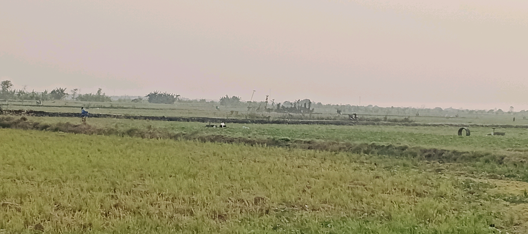 The image depicts a rural landscape in Latukan, Indonesia, characterized by expansive green fields under a hazy sky. In the foreground, lush green crops stretch across the frame, with some areas appearing drier or harvested. A dark, tilled border separates the foreground from a middle ground of similar green vegetation.
Further into the scene, various elements suggest agricultural activity and rural life. A lone figure, dressed in blue, is seen walking or riding something small across a field. In another section, a black and white animal, likely a cow or a goat, is lying down in a field, accompanied by a smaller white animal that could be a dog. Various objects are scattered in the fields, including a large black, curved object resembling a tire or a tunnel, and a smaller, rectangular object. In the distance, a line of trees and vegetation marks the horizon, with some structures or poles barely visible through the atmospheric haze. The overall impression is one of a quiet, working agricultural environment.