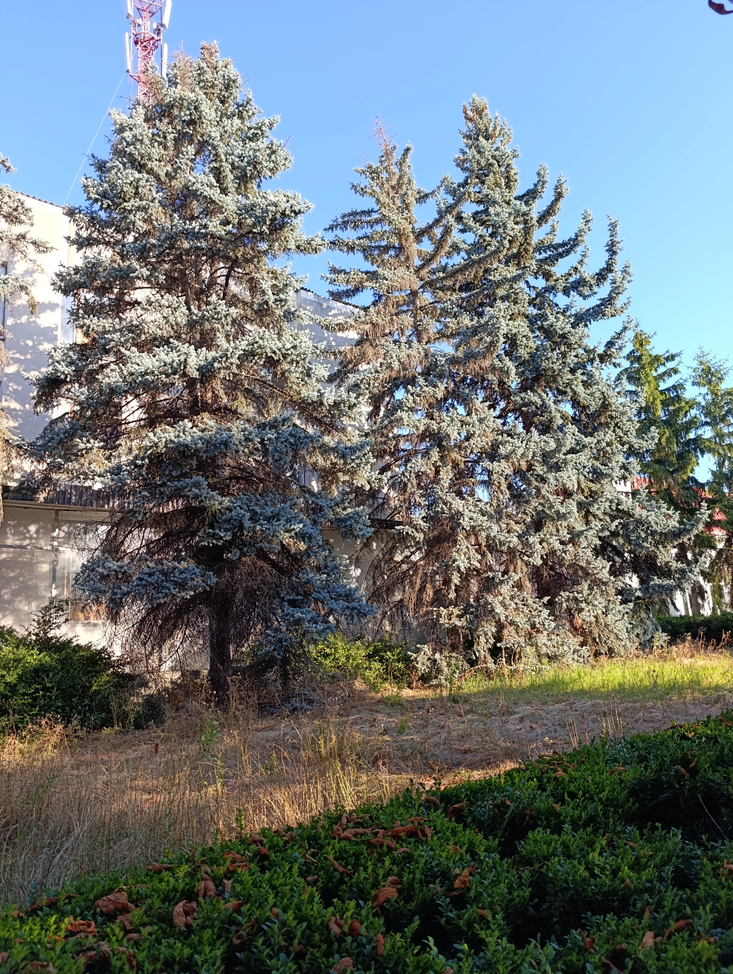 In Dubăsari town council, Moldova, a clear blue sky forms the backdrop to a composition featuring several large blue spruce trees in the foreground. To the left, a building with a textured facade and balconies is partially visible behind a tree. The trees themselves have a distinct silvery-blue hue and a somewhat sparse, aged appearance with some brown, dry branches evident within their canopies. Behind the blue spruces, a row of darker green coniferous trees stands, some taller than the blue spruces. The ground is covered with dry, golden grass and some darker green shrubs in the immediate foreground. A hint of a cell tower with red and white elements is visible above the left-most blue spruce, suggesting an urban or semi-urban setting within the town council. The lighting suggests it is daytime, possibly late morning or early afternoon, given the direction of the shadows.