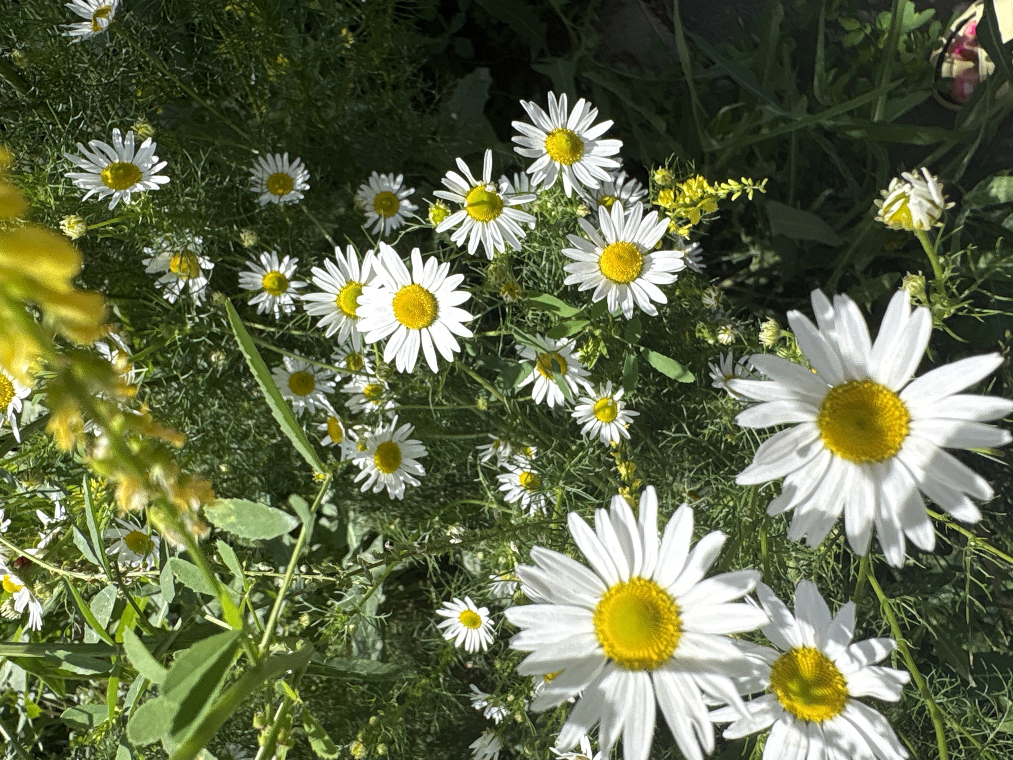 A close-up, high-angle outdoor shot captures a cluster of white daisies with bright yellow centers, some in full bloom and others as buds. The daisies are nestled amongst lush green foliage, with a hint of yellow wildflowers and thin, wispy green stems adding texture and color to the scene. The lighting suggests a sunny day, casting subtle shadows and highlighting the delicate petals. The image appears to be taken in a natural setting, possibly a meadow or garden, with no people or man-made structures visible. The location is identified as Orsk, Russia.
