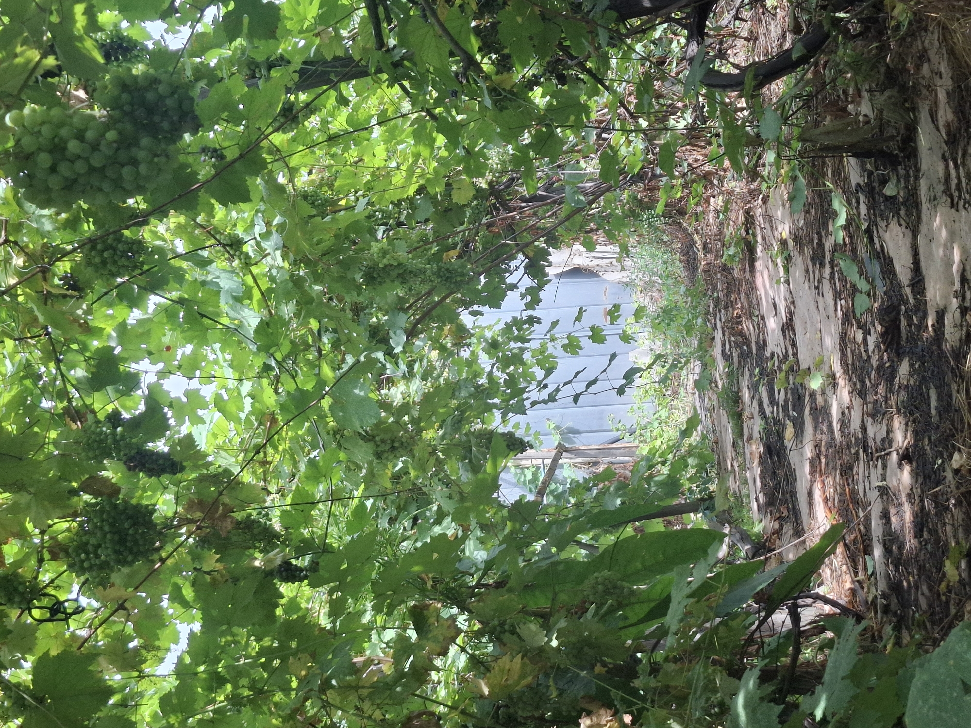 The image depicts an outdoor scene, possibly a backyard or a garden, with a pathway leading into a dense canopy of grapevines. The grapevines are laden with clusters of green and some darker colored grapes, hanging down amongst lush green leaves. The pathway appears to be made of uneven wooden planks or stones, with fallen leaves and debris scattered on the ground. In the background, a section of a light blue corrugated metal structure is visible, suggesting a shed, fence, or outbuilding. The overall impression is one of an overgrown, naturalistic setting. The image does not provide any specific visual cues to definitively place it in Almaty, Kazakhstan; therefore, its location within the city cannot be determined from the image itself. There are no people or animals visible in the image.