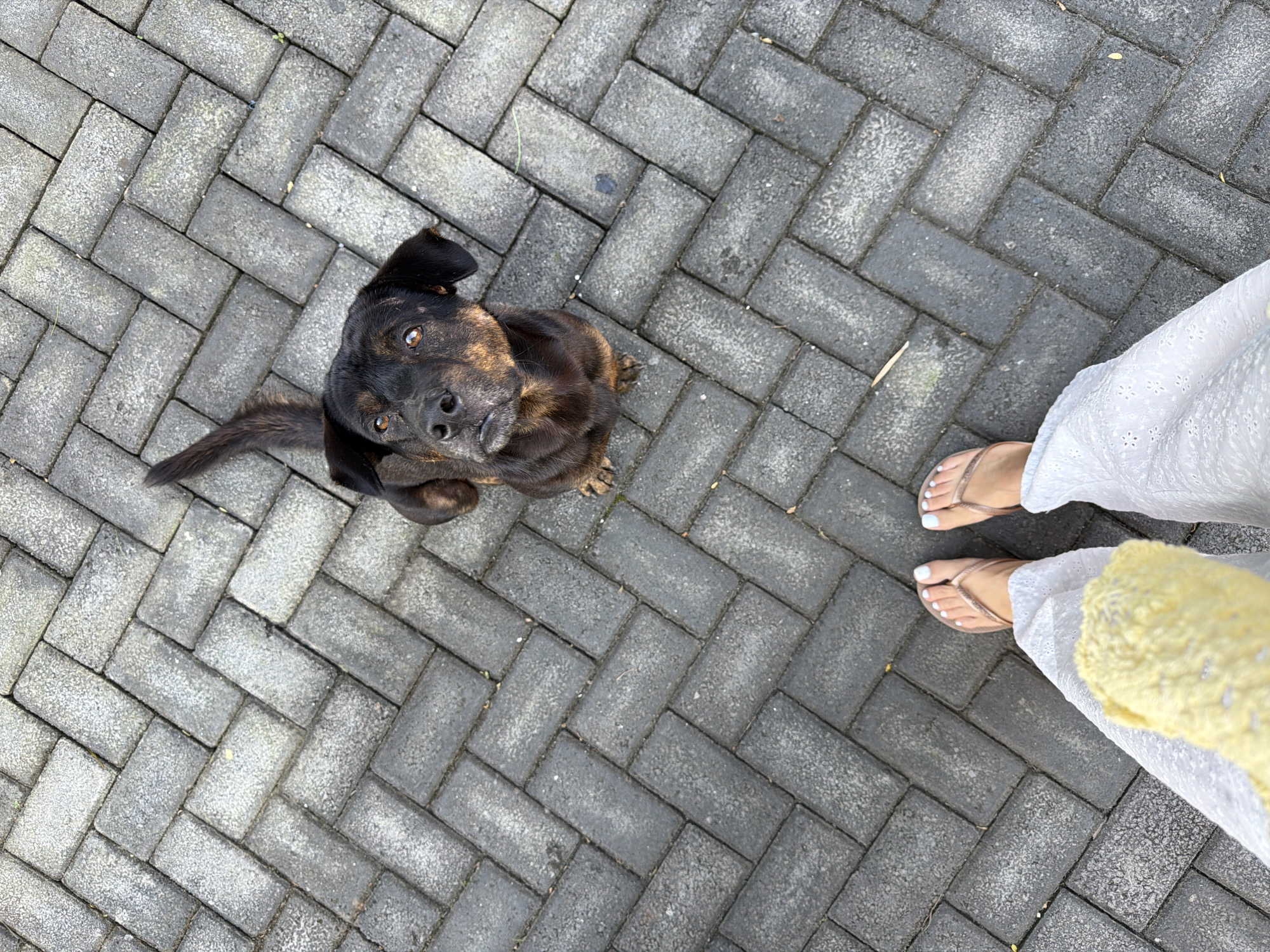 A medium, aerial shot captures a dark-furred dog looking up at the camera, seemingly awaiting attention, with a pair of human legs visible to the right. The dog, with its black coat mottled with hints of brown, sits on a paved surface of interlocking gray bricks, laid in a herringbone pattern. To the right, the legs of a person wearing white, eyelet-lace pants and tan flip-flops are visible. A small section of yellow fabric is also present on the right side of the image. The location is Kuta Selatan, Indonesia.
