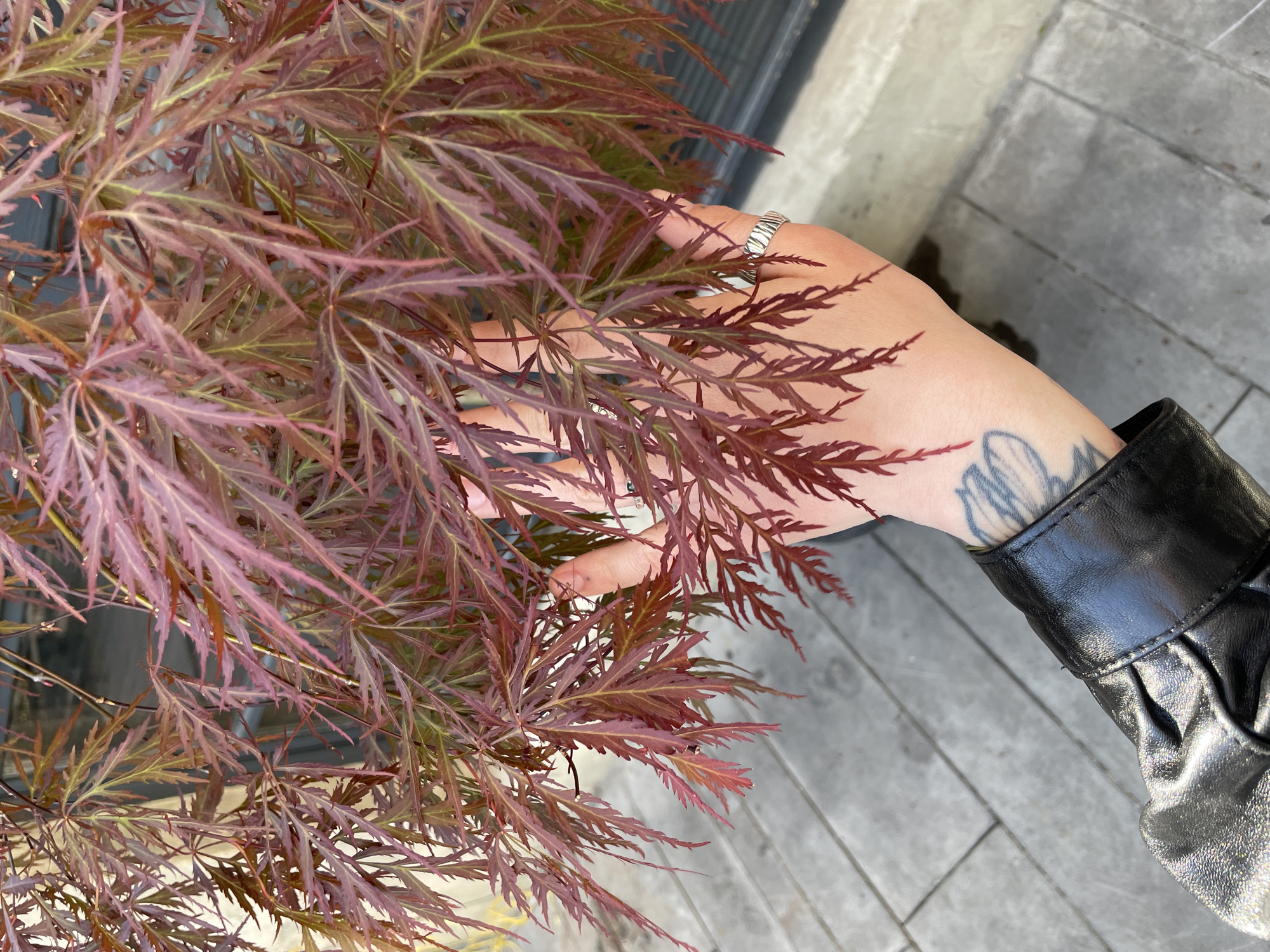 A close-up, high-angle shot captures a person's hand gently interacting with the delicate, deeply lobed leaves of a red-leafed plant, likely a Japanese Maple, in an outdoor setting in Tbilisi, Georgia. The plant dominates the left side of the frame, showcasing its vibrant maroon and reddish-brown foliage, with subtle hints of green and yellow visible beneath.
The person's hand, adorned with a silver, ribbed ring on one finger, extends into the plant, with fingers lightly touching the leaves. A faded tattoo, possibly a floral design in blue ink, is visible on the back of the hand/wrist area. The cuff of a black leather jacket is seen on the lower right, with a shimmering, possibly metallic or sequined fabric peeking out beneath it. The background consists of light gray paving stones or wooden planks, suggesting a patio or walkway. The lighting appears bright and natural, indicating daytime with no harsh shadows. There is no visible text.