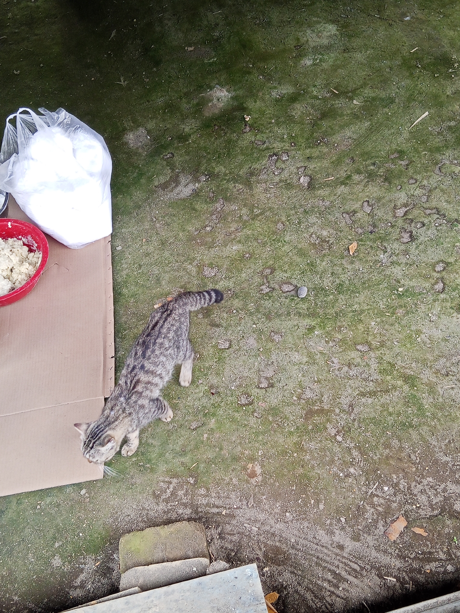 The image depicts an outdoor scene, likely in a backyard or open area with a grassy and somewhat muddy ground. In the upper left quadrant, a white plastic bag filled with what appears to be a white powdery substance is situated on a piece of brown cardboard. Next to the bag, a red bowl contains a lumpy, light-colored food item. A tabby cat with distinct stripes is positioned in the center of the frame, facing left towards the food. The cat is standing on the ground, with its body angled away from the viewer. The environment is characterized by sparse green vegetation and patches of exposed soil, with a few small stones and dry leaves scattered across the ground. In the lower portion of the image, two weathered concrete blocks are visible. There are no human subjects present in the image. The overall impression is one of a casual, domestic setting where food has been placed outdoors. The image does not provide specific visual cues to pinpoint its location within Lubuklinggau, Indonesia.