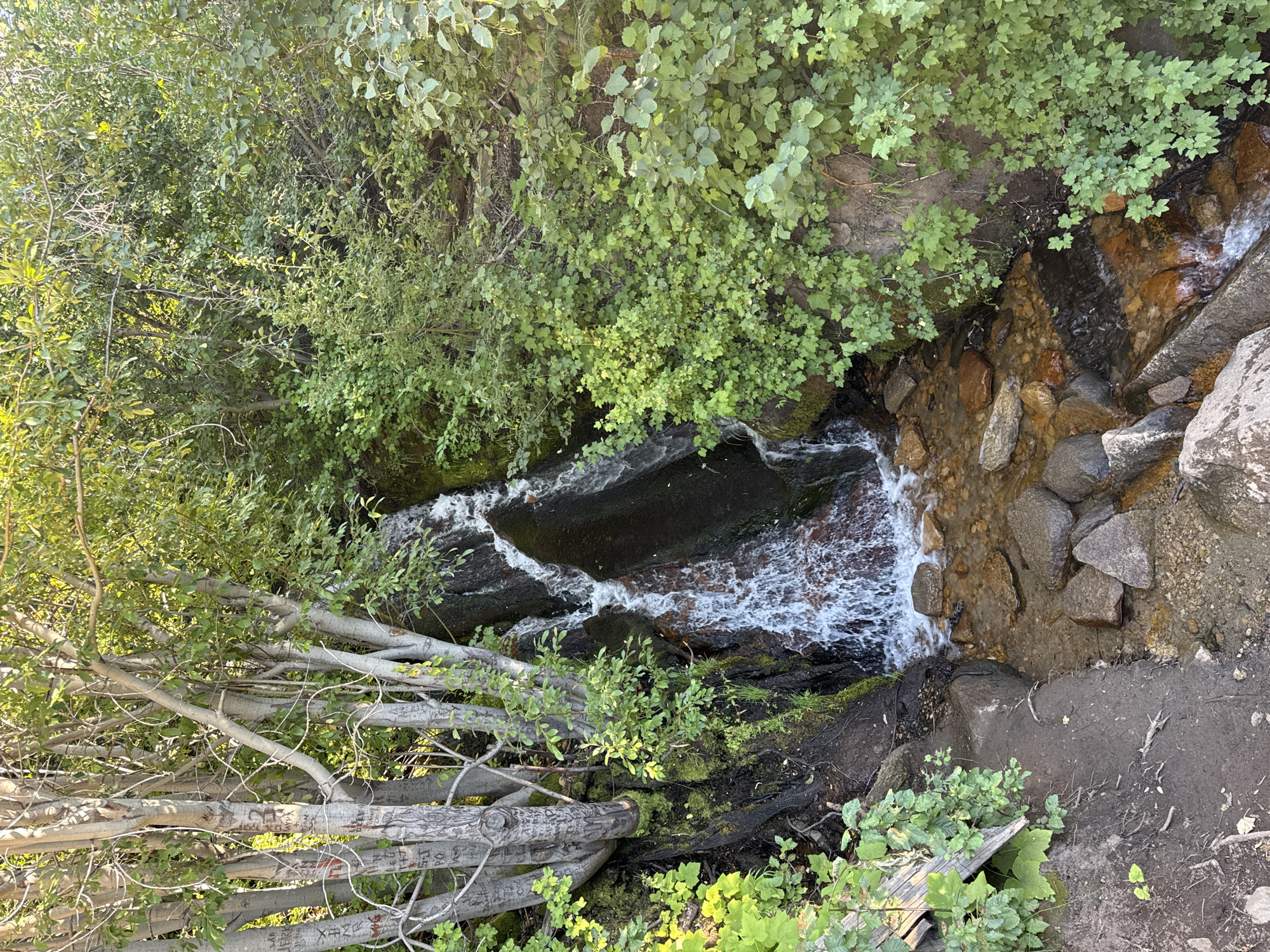 A vertical, eye-level shot captures a waterfall cascading down dark rocks into a shallow, rocky stream in Stateline, United States of America. The surrounding area is densely overgrown with lush green foliage and trees, with sunlight filtering through the leaves, creating dappled light. Several tree trunks are visible on the left side of the image, some with visible graffiti carved into their bark. The stream bed is composed of various-sized rocks and pebbles, with clear water flowing over them. The overall scene depicts a natural, secluded spot within a wooded environment.