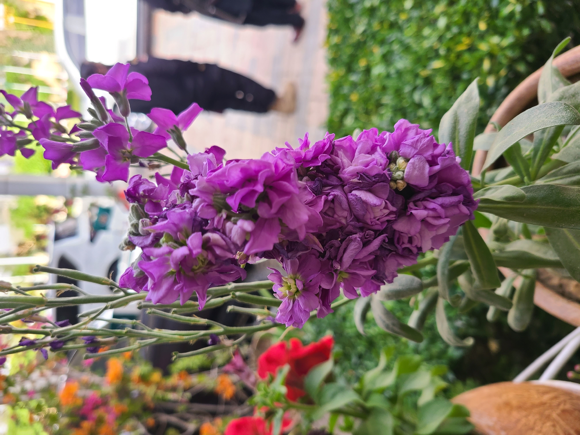 The image depicts a close-up of purple Stock flowers (Matthiola incana) in a pot. The location appears to be a balcony or patio setting based on the presence of other plants and a blurred background suggesting an outdoor area. The Stock flowers are in bloom, showing both open and closed blossoms, and are surrounded by green foliage. Other red and orange flowers can be seen in the background with some people walking by.
The image was taken in Quetta City Tehsil, Pakistan.