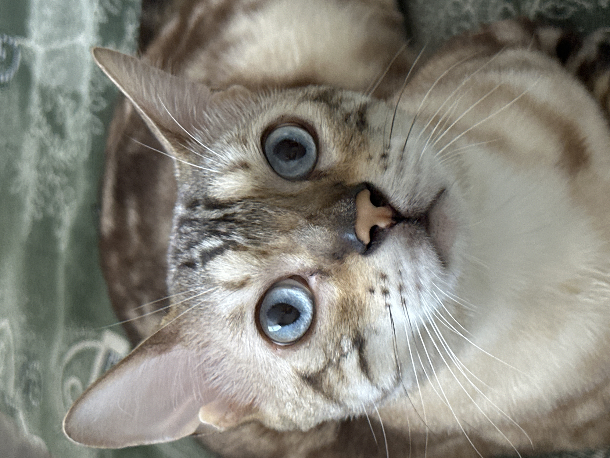 A close-up, head-on shot focuses on the face of a domestic cat. The cat has striking blue eyes with dark pupils, a light brown nose, and prominent white whiskers. Its fur is a mix of light tan and brown with distinct tabby markings around its eyes, forehead, and cheeks. The background is a textured green surface, possibly a blanket or carpet, with a subtle pattern. The image is taken indoors, and there is no indication of the city of Gornyi Erik, Russia.