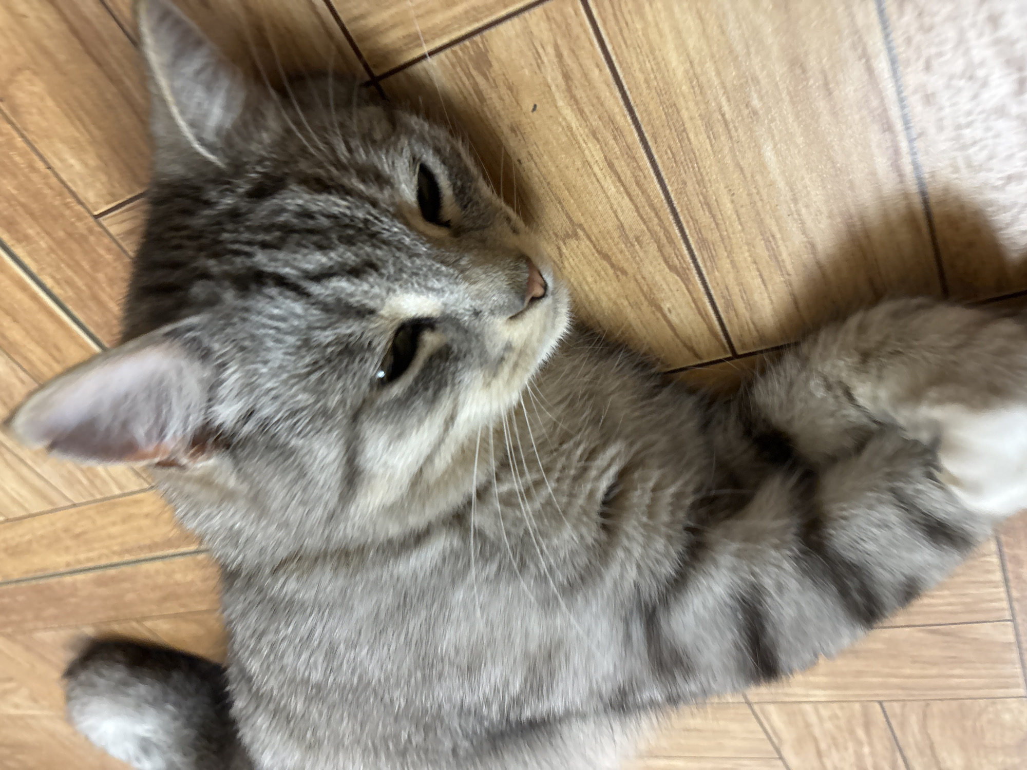An overhead shot shows a tabby cat lying on a light brown wooden floor. The cat is facing to the right, with its head resting on the floor. Its fur is a mix of gray, black, and white, with prominent stripes on its body and tail. The cat's eyes are partially closed, and its mouth is slightly open, revealing its tongue. The wooden floor is made of planks laid in a diagonal pattern, with dark grout lines between them. There are no people or other animals visible in the image. The scene appears to be indoors, possibly in a home. There is no information available about the location being in the city of Ветлужский, Russia.