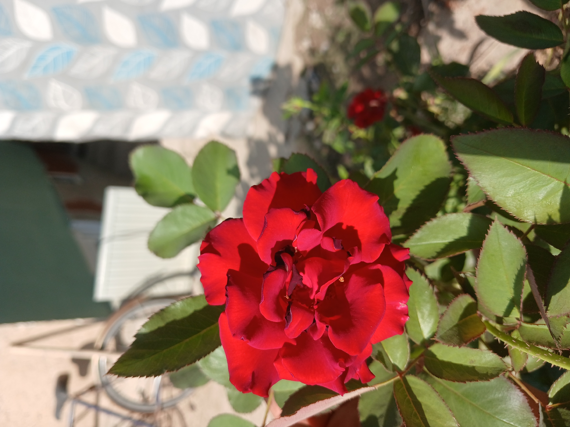 In the city of Urabashi, Uzbekistan, a close-up shot features a vibrant red rose in full bloom, its petals tightly furled and displaying deep crimson hues with darker edges. The rose is positioned on the right side of the frame, with its thorny stem and serrated green leaves occupying the foreground. In the mid-ground, another smaller red rose is visible, partially obscured. The background consists of a textured wall on the left, casting a shadow, and a wall adorned with a repeating pattern of white and blue leaf-like motifs on the right. A bicycle's wheel and frame are faintly visible in the upper left corner, and a white radiator is present in the mid-background. The lighting suggests a bright, sunny day.