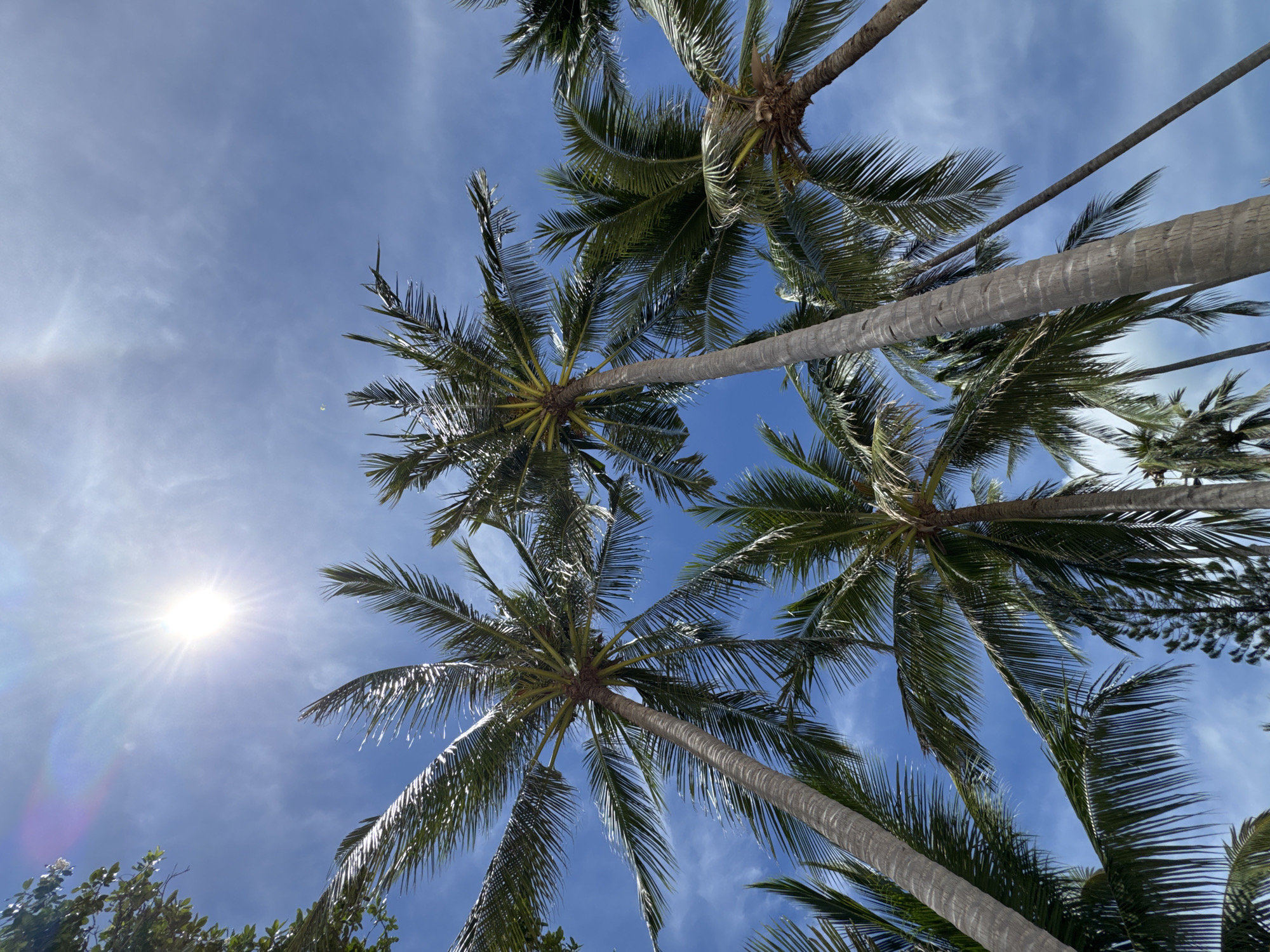 The image captures a view looking up into a canopy of palm trees against a bright blue sky with light clouds. The location is Baan Chaweng Noi, Thailand, evidenced by the tropical vegetation. Several palm trees are visible with their trunks angling towards the top of the frame. The sun is visible in the lower left corner, creating a lens flare. There are no people visible in the image.