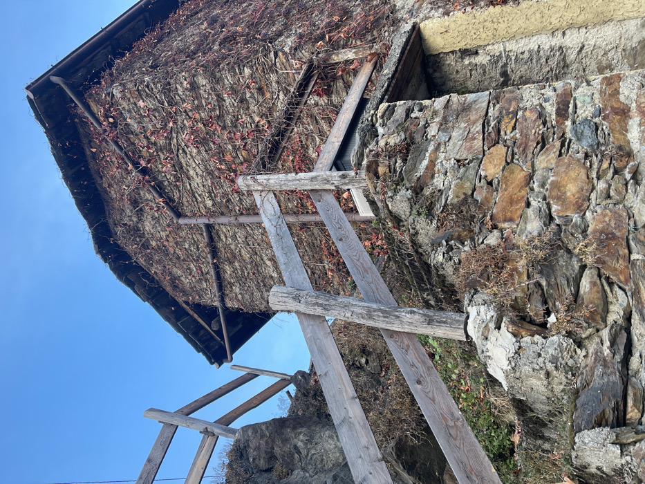 This image presents a low-angle, close-up view of a rustic building facade and its surroundings, set against a clear blue sky. The main subjects are the heavily vegetated roof of a structure, a sturdy stone wall, and a series of wooden support beams.
The roof, visible in the upper left, is almost entirely covered by a thick layer of dry, intertwined vines and ivy, with numerous small, reddish-brown leaves indicating an autumn or late fall season. A dark gutter is visible along the roofline. Below the roof, a complex arrangement of weathered wooden supports extends diagonally across the frame. These supports consist of both rough-hewn logs and milled planks, appearing to brace parts of the building or a related structure.
To the right, a substantial wall is constructed from large, irregularly shaped stones in various shades of gray, brown, and ochre, cemented together. Sparse, dry vegetation clings to the stone surfaces. Above this stone wall, a section of lighter, possibly rendered or stuccoed, wall is visible.
The sky, a vibrant and clear blue, fills the lower left portion of the image, suggesting bright, sunny daytime conditions. There is no discernible human activity or event taking place; the image is a static capture of architecture and natural elements. No visible text is present. The overall scene conveys a sense of age and integration with the rugged, natural environment of Castione, Italy.