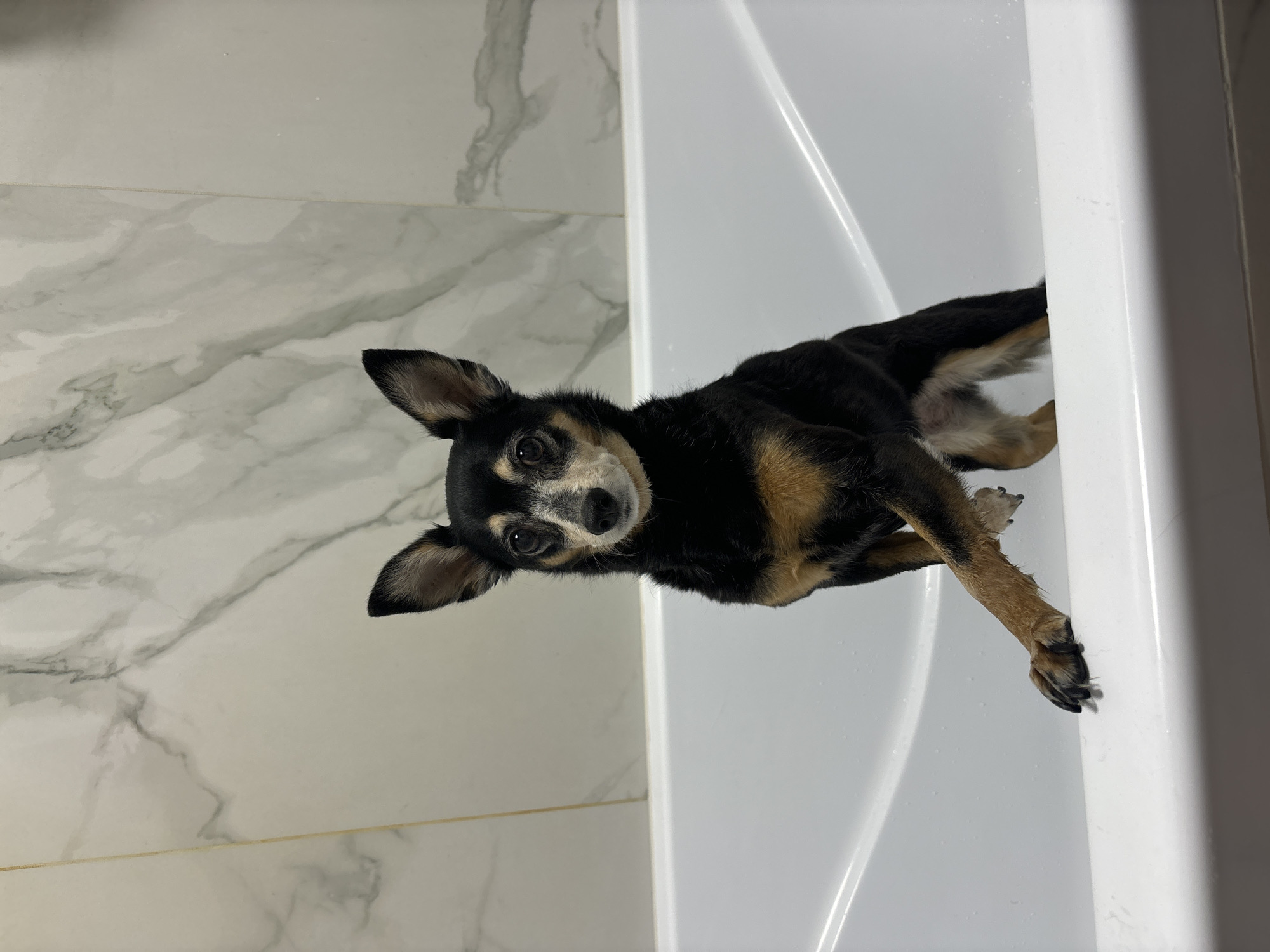 A black and tan chihuahua lies inside a white bathtub. The bathroom has marble tile walls. The dog is the only subject present. The location is unknown, and there's no evidence linking it to Sinyavino, Russia.