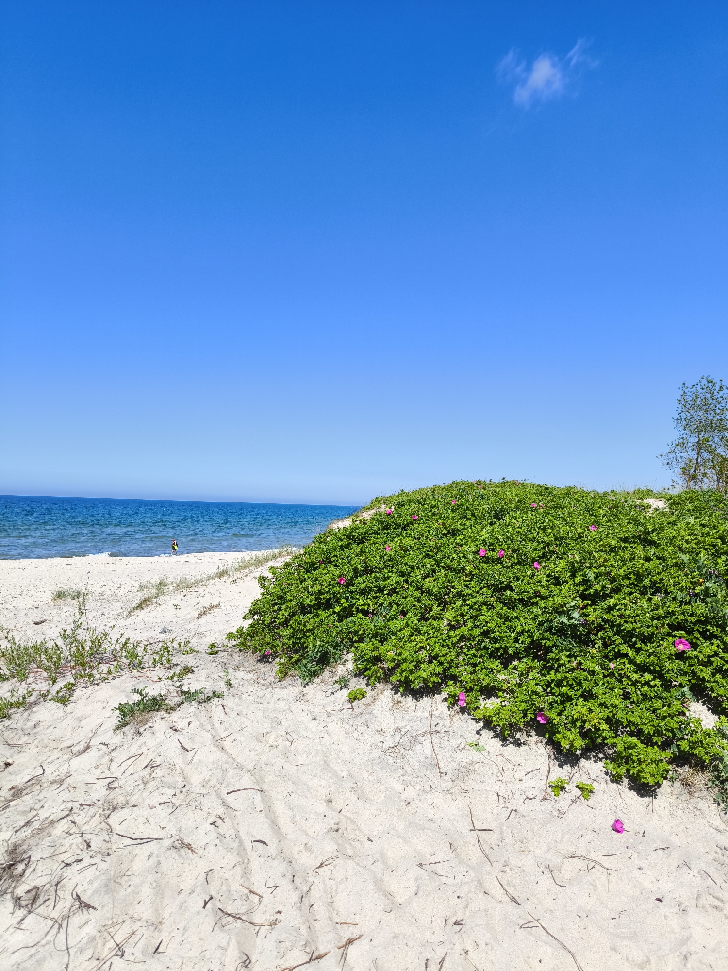 This image depicts a sunny coastal scene in Priboy, Russia, featuring a sandy beach, the sea, a vegetated dune, and a clear blue sky.
The upper approximately one-third of the frame is dominated by a bright, cloudless blue sky, with a single, small, wispy white cloud visible in the upper right quadrant. The horizon line, marking the meeting of the sky and the sea, extends across the upper-left and central portions of the image, appearing straight and distinct.
The mid-ground features a calm, deep blue sea with minimal wave activity, showing gentle white foam lines at the very edge of the shore. To the left, a light-colored sandy beach stretches into the distance. A single individual is visible walking along the waterline on the beach, facing away from the viewer and moving towards the right. They appear to be wearing dark clothing.
Dominating the right side of the image, extending from the mid-ground to the foreground, is a large, undulating sand dune or hillock heavily covered with dense, vibrant green foliage. Scattered throughout this green vegetation are numerous bright pink, five-petaled flowers, characteristic of Rugosa roses. On the far right, above the dune, a portion of a tree with light green leaves is visible.
The foreground consists primarily of light-colored sand. Faint tracks or impressions are visible in the sand, possibly from a small vehicle or foot traffic. Sparse patches of green grasses and other small plants grow out of the sand. Various pieces of natural debris, including dried twigs, small branches, and what appear to be pine needles, are scattered across the sand in the foreground and at the base of the vegetated dune. A few detached pink flower petals are also visible on the sand near the dune.