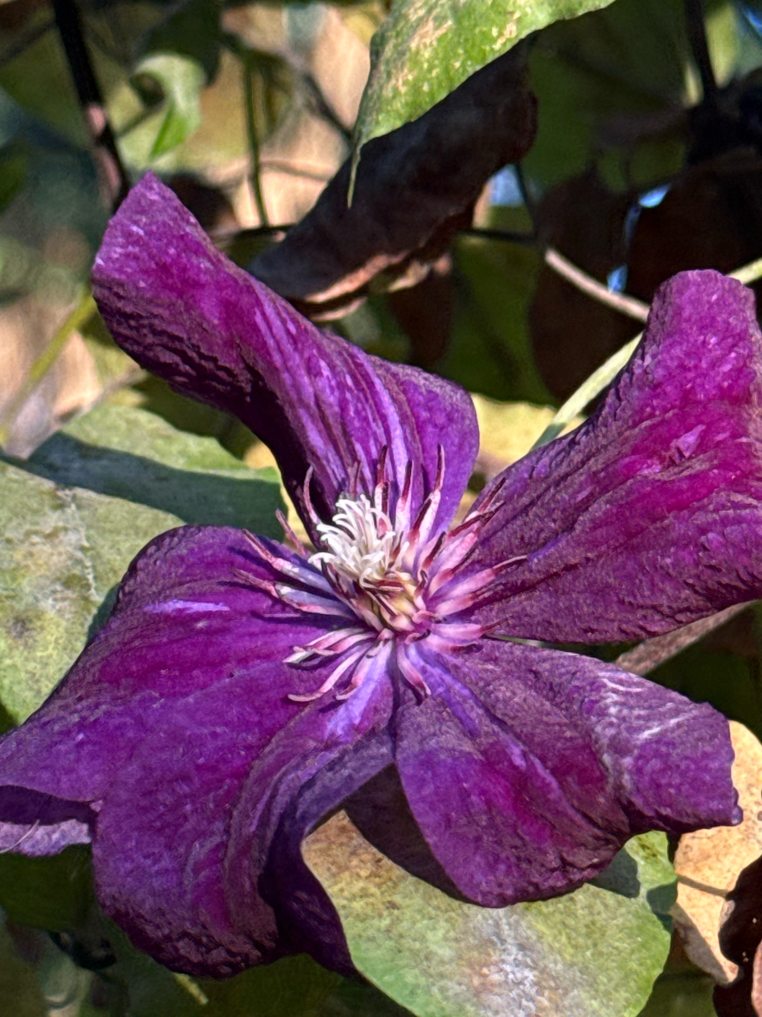The image shows a close-up, eye-level shot of a deep purple clematis flower. The flower is in focus, with its petals unfurled and a white stamen cluster visible at its center. The petals have a slightly wrinkled texture and are a vibrant, rich purple. The background is softly blurred, with hints of green leaves and warmer-toned foliage, suggesting an outdoor setting. There are no people or animals in the image, and no specific actions are depicted. The lighting suggests it is daytime, possibly with dappled sunlight creating shadows. The location in Simferopol, Ukraine, cannot be determined from the visual information provided in the image.