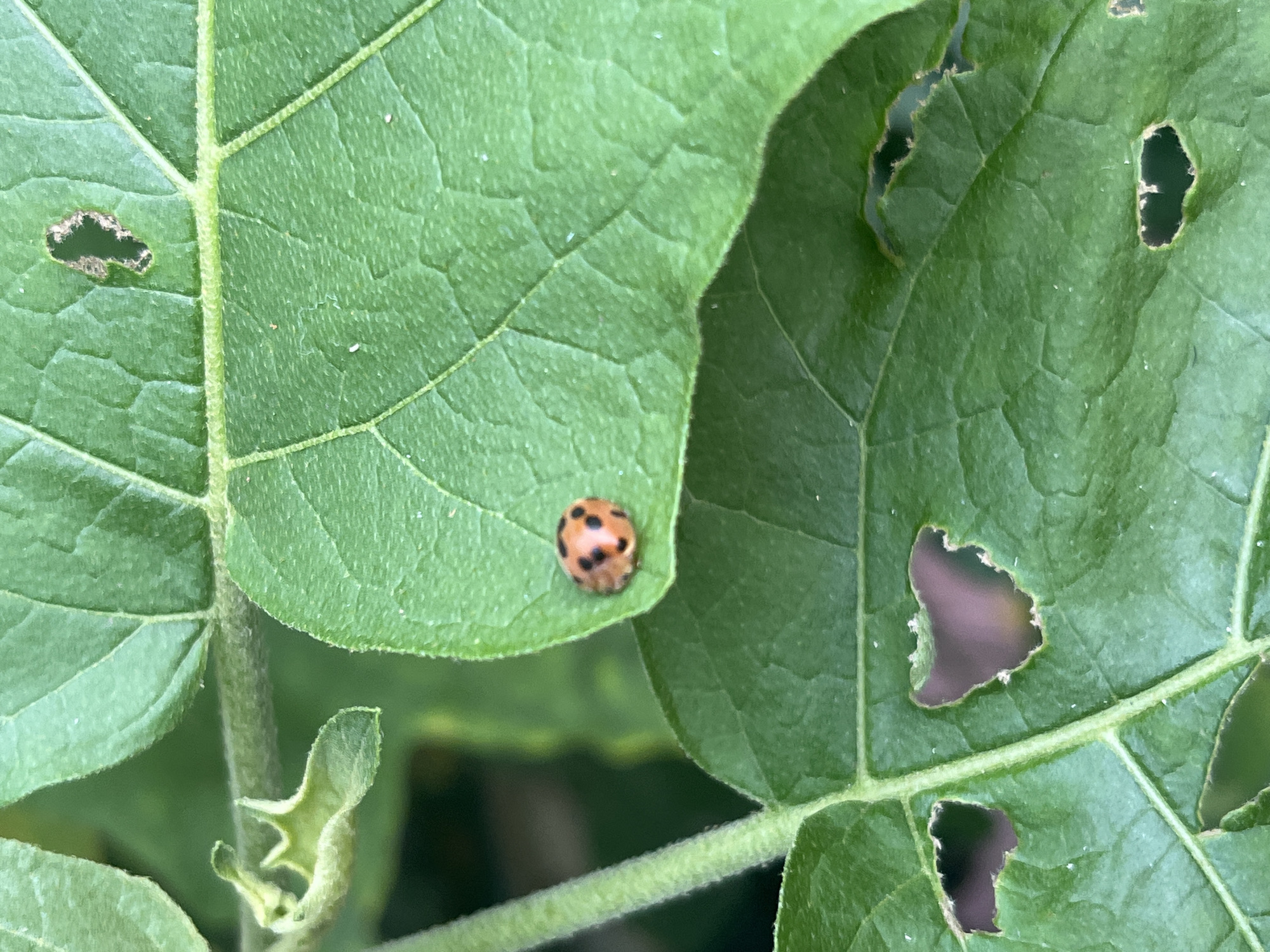 A macro photograph captures a ladybug resting on a vibrant green leaf, its spotted orange and black shell a stark contrast against the textured surface. The leaf itself exhibits signs of damage, with several irregular holes revealing a darker background beyond. The shallow depth of field blurs the surrounding foliage, drawing the viewer's attention to the small insect and the details of the leaf. The scene appears to be in an outdoor natural environment, possibly a garden or park in Meliau Hulu, Indonesia, given the lush greenery and the presence of common insects.