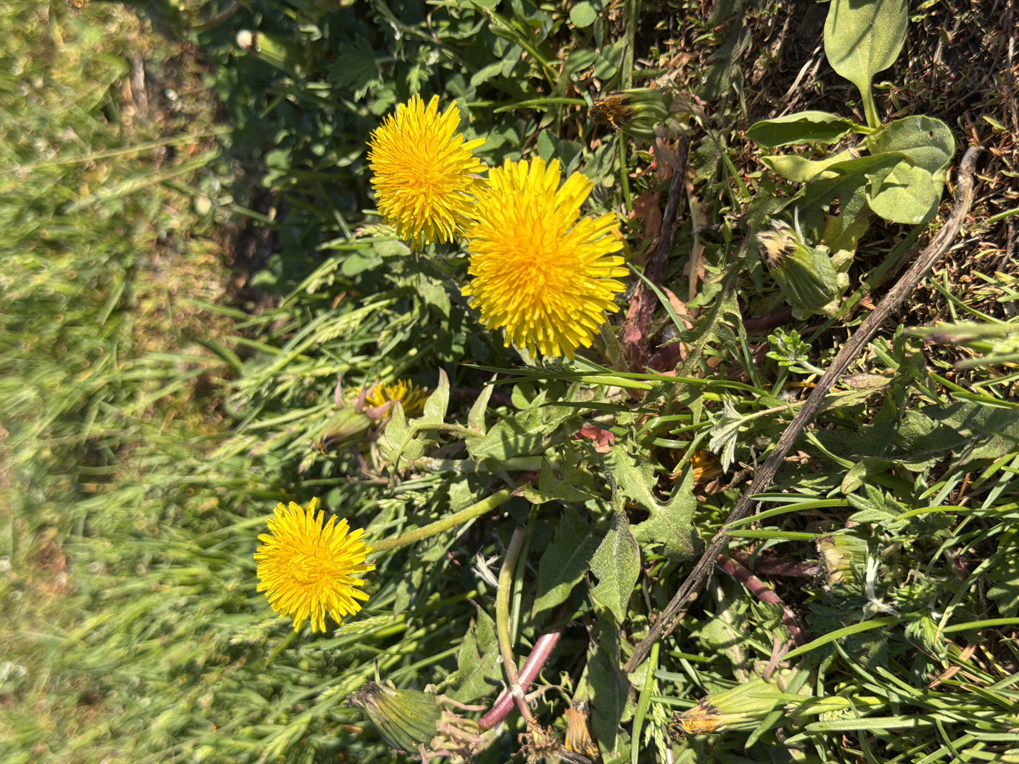 The image shows a close-up view of several dandelions in a grassy area. Three dandelions are in full bloom, with bright yellow, tightly packed petals forming a rounded flower head. Other dandelions are present in various stages of development, including buds and spent flowers. The surrounding environment includes grass, weeds, and other foliage. A small twig lies on the ground. The image lacks any definitive indicators pointing to the location in the city of Буренка, Russia. No people are present in the frame, and no specific actions or interactions can be discerned.