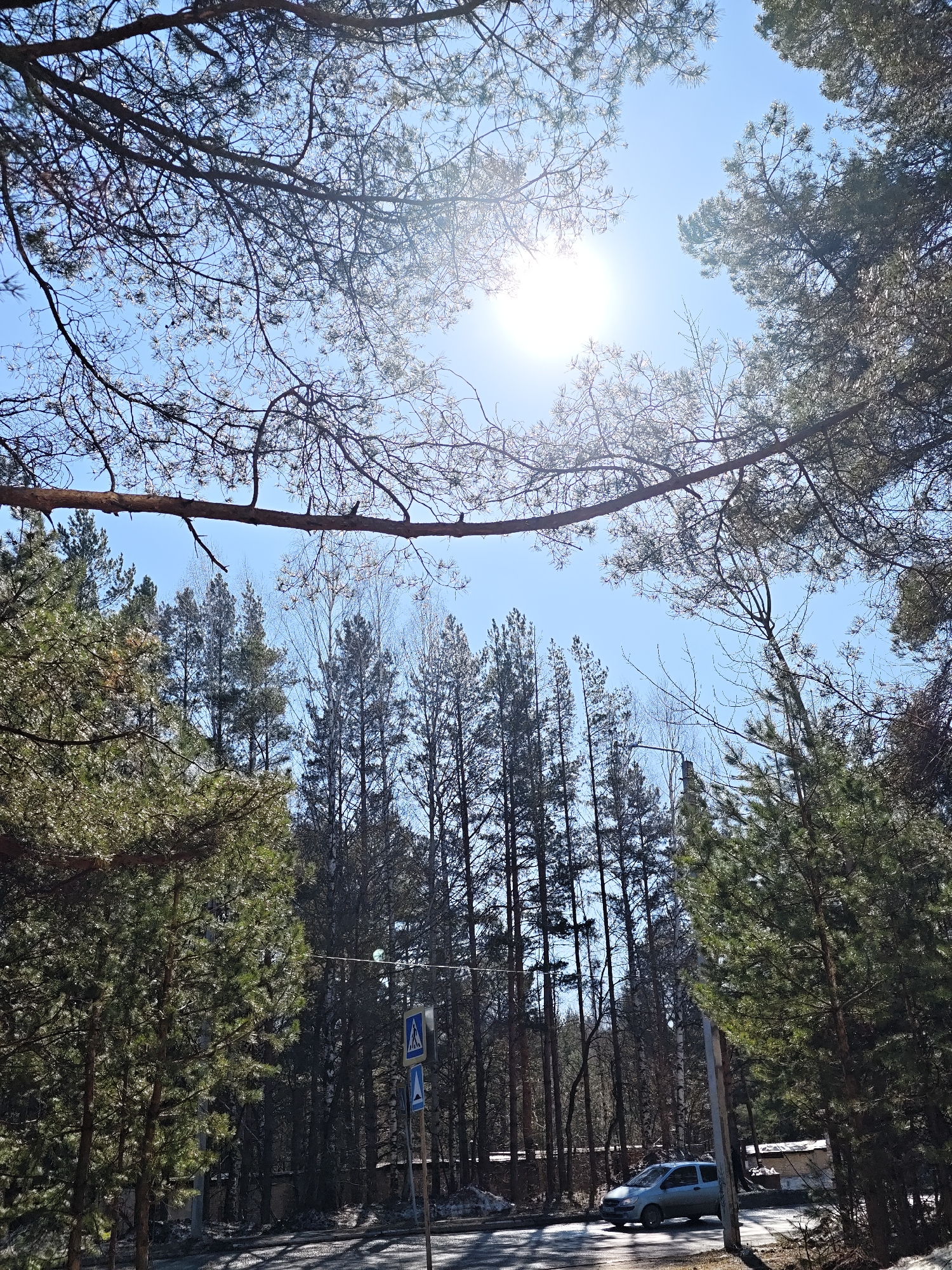 The image depicts a view looking up through a forest in Chaikovsky, Russia. The sky is blue with the sun visible. Tall, slender trees dominate the frame, some with green foliage, others bare. A branch stretches across the upper portion of the image. In the lower right, a silver van is parked on a road. A pedestrian crossing sign is also visible, indicating a crosswalk. Patches of snow are present along the road and around the base of the trees.