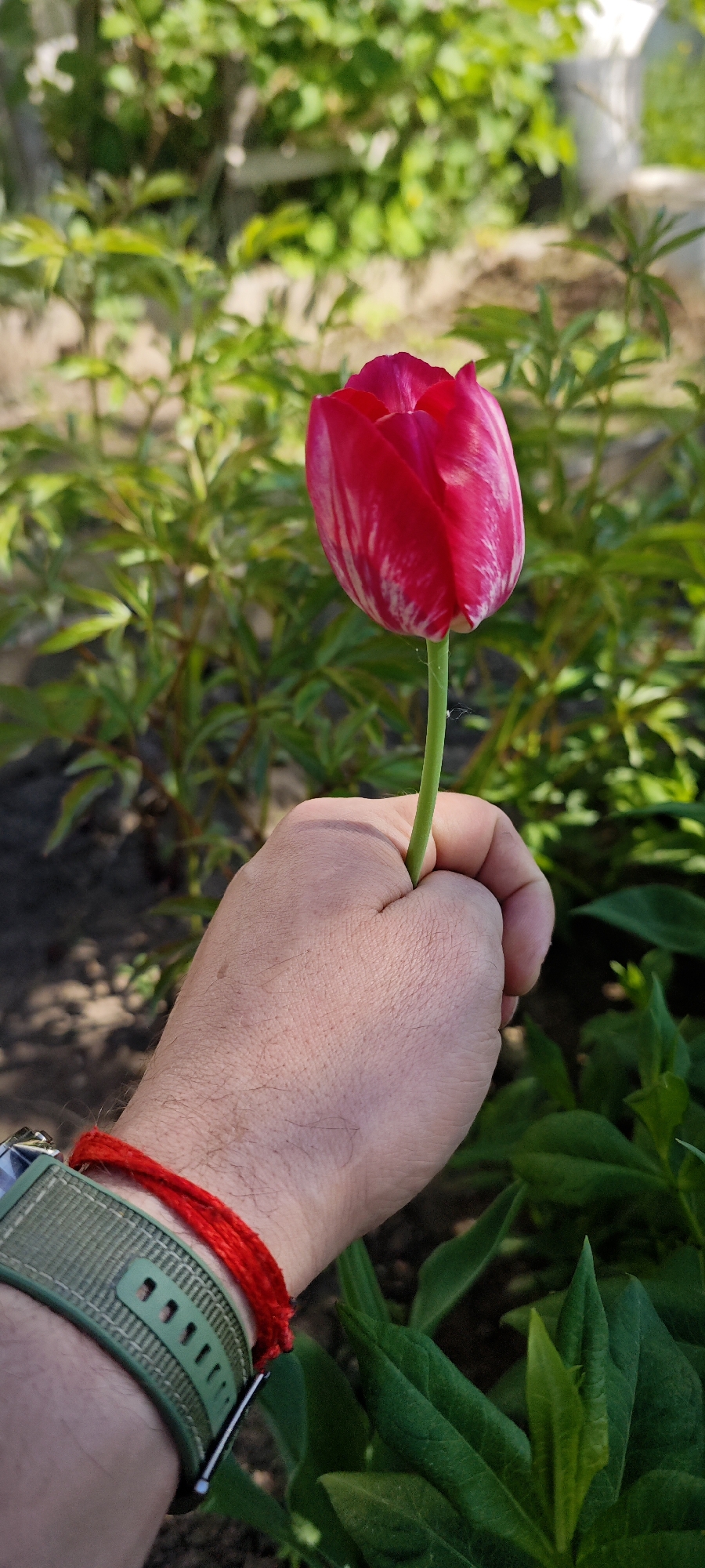 A hand holds a red and white tulip in an outdoor setting. The hand has a green watchband and a red bracelet around the wrist. Background foliage includes green plants and soil. The location is Chaikovsky, Russia.