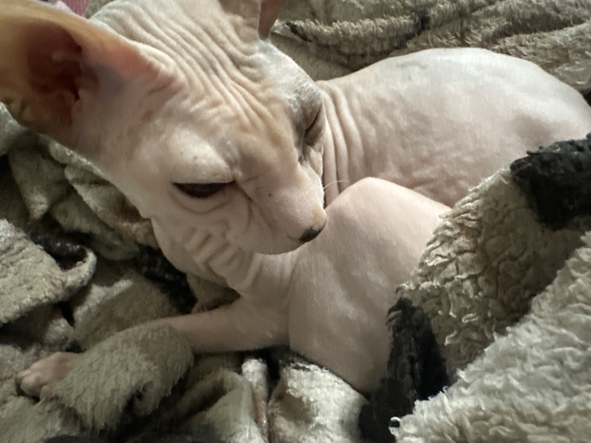 A close-up shot shows a Sphynx cat nestled in a textured blanket. The cat, with its characteristic wrinkled skin and large ears, is in a relaxed, perhaps sleeping, pose. Its eyes are partially closed, and its body is curled comfortably within the soft folds of the blanket. The blanket itself appears to be a plush material, with a patterned design in shades of gray and white, offering a warm and cozy setting for the animal. The lighting suggests an indoor environment, likely a home, and the overall mood conveyed is one of peace and tranquility. No text is visible in the image. The location is Togliatti, Russia.