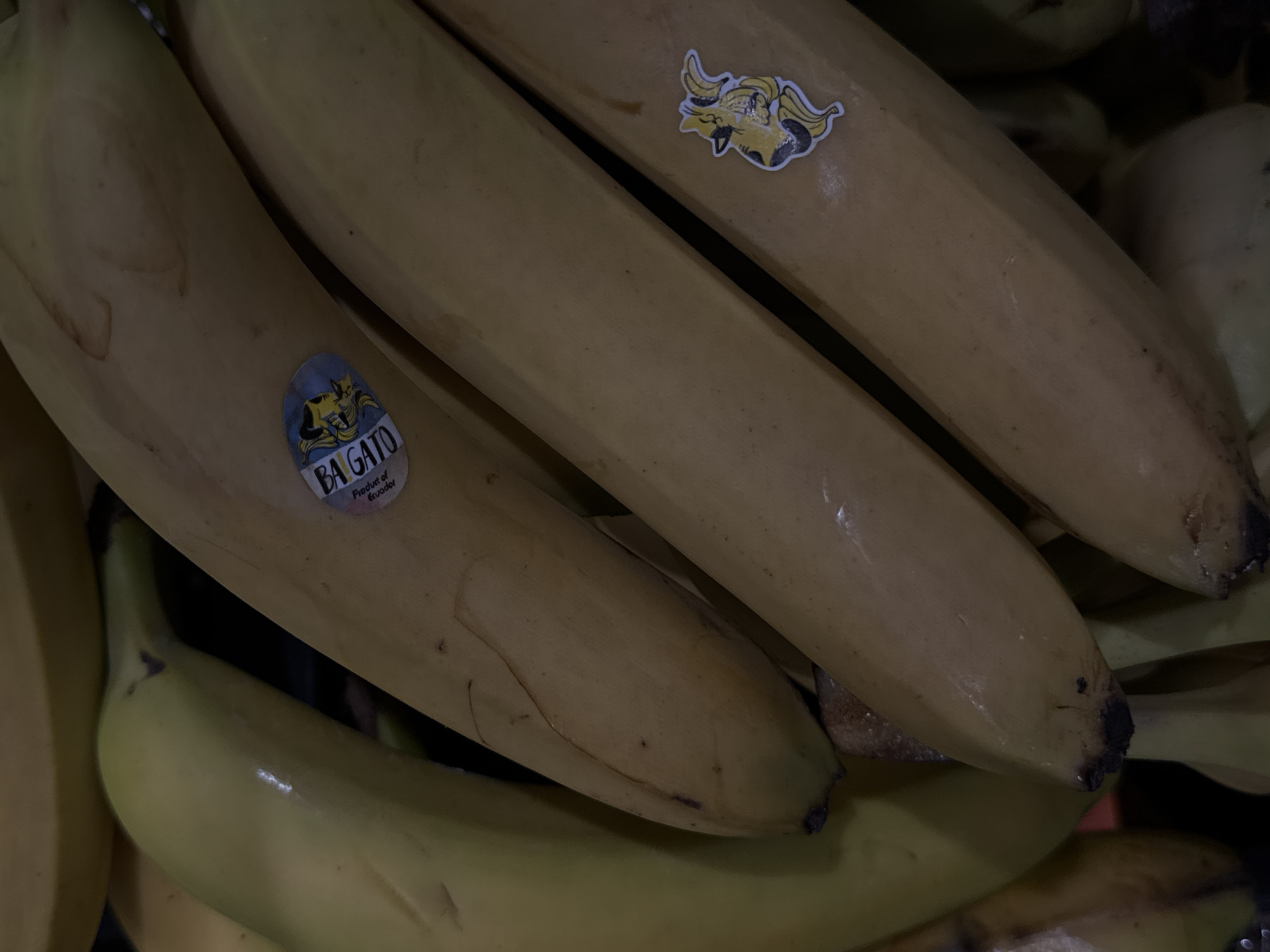 This is a close-up, overhead, dimly lit photograph of a bunch of ripe plantains. The plantains are yellow-brown and some have a greenish hue. There are two stickers visible on two different plantains. The sticker on the upper plantain is blue and white and has text that appears to say "BAIGATO" and "Product of Ecuador." The sticker on the lower plantain is yellow and white and features a stylized image of an animal's head, possibly a cat or a fox. The plantains are arranged diagonally across the frame. The background is dark and out of focus, making it impossible to discern any environmental details. There is no indication of the location being Moscow, Russia.