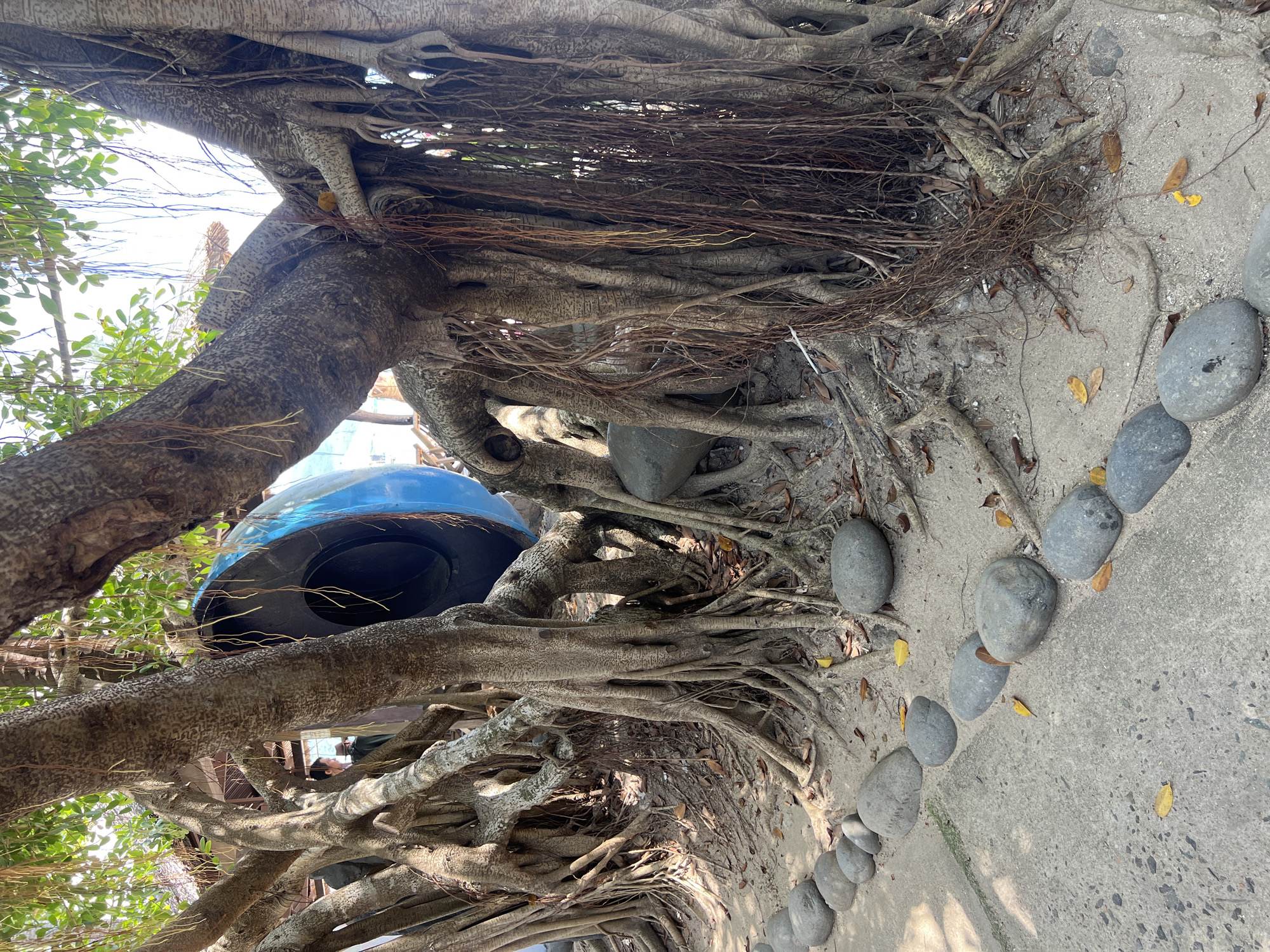 A large banyan tree with exposed, thick roots dominates the foreground of the image. Hanging aerial roots are visible, some extending down to the sandy ground. Behind the tree, a large, blue, circular object, possibly a tire or a decorative element, is partially visible. A concrete path lined with smooth, gray stones runs along the left and bottom edges of the frame, leading away from the tree. The ground around the tree is sandy with scattered fallen leaves. In the background, glimpses of a structure with a thatched roof and a person can be seen, suggesting an outdoor, possibly recreational or historical site. The lighting indicates daytime, with sunlight filtering through the tree's canopy. The scene is located in the city of Ninh Ích, Vietnam.