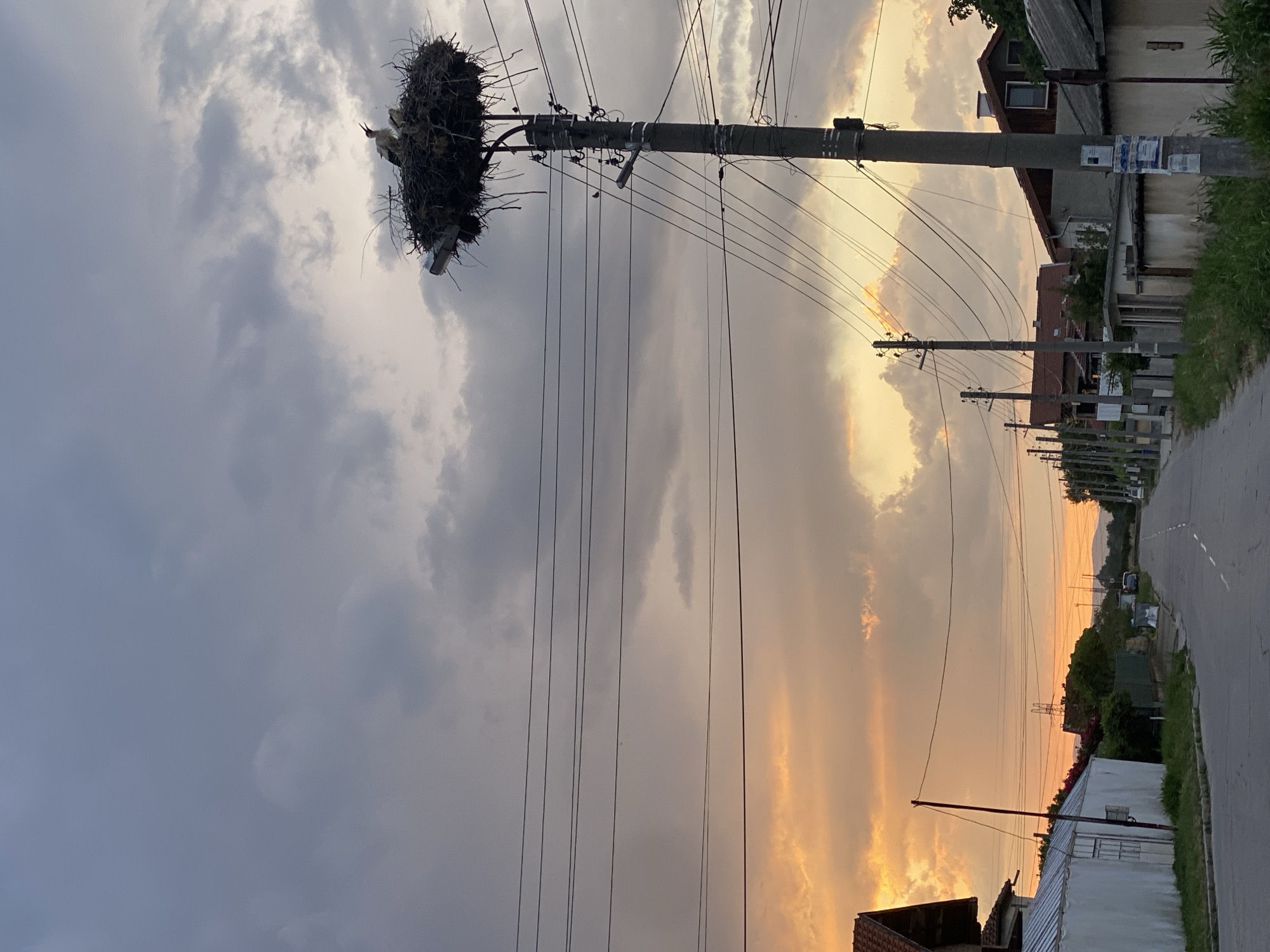 In Miriantsi, Bulgaria, a street scene unfolds at dusk. Overhead, a dramatic sky transitions from the soft hues of sunset on the left, with vibrant orange and yellow clouds, to a more somber, overcast grey on the right. Several power lines crisscross the frame, supported by concrete utility poles.
Dominating the upper right quadrant is a large stork's nest, perched precariously atop a utility pole. Within the nest, a young stork is visible, its beak open as if calling out. Another, smaller stork is also present in the nest. The nest itself is a substantial structure of twigs and branches.
Along the sides of the asphalt road, houses with pitched roofs are visible, some with visible architectural details like chimneys and windows. The road recedes into the distance, lined with more houses and vegetation. A single, thin pole with a wire extends from the left side of the road towards the center of the image, standing out against the dusky sky. The overall atmosphere is one of rural tranquility tinged with the dramatic beauty of an impending twilight.