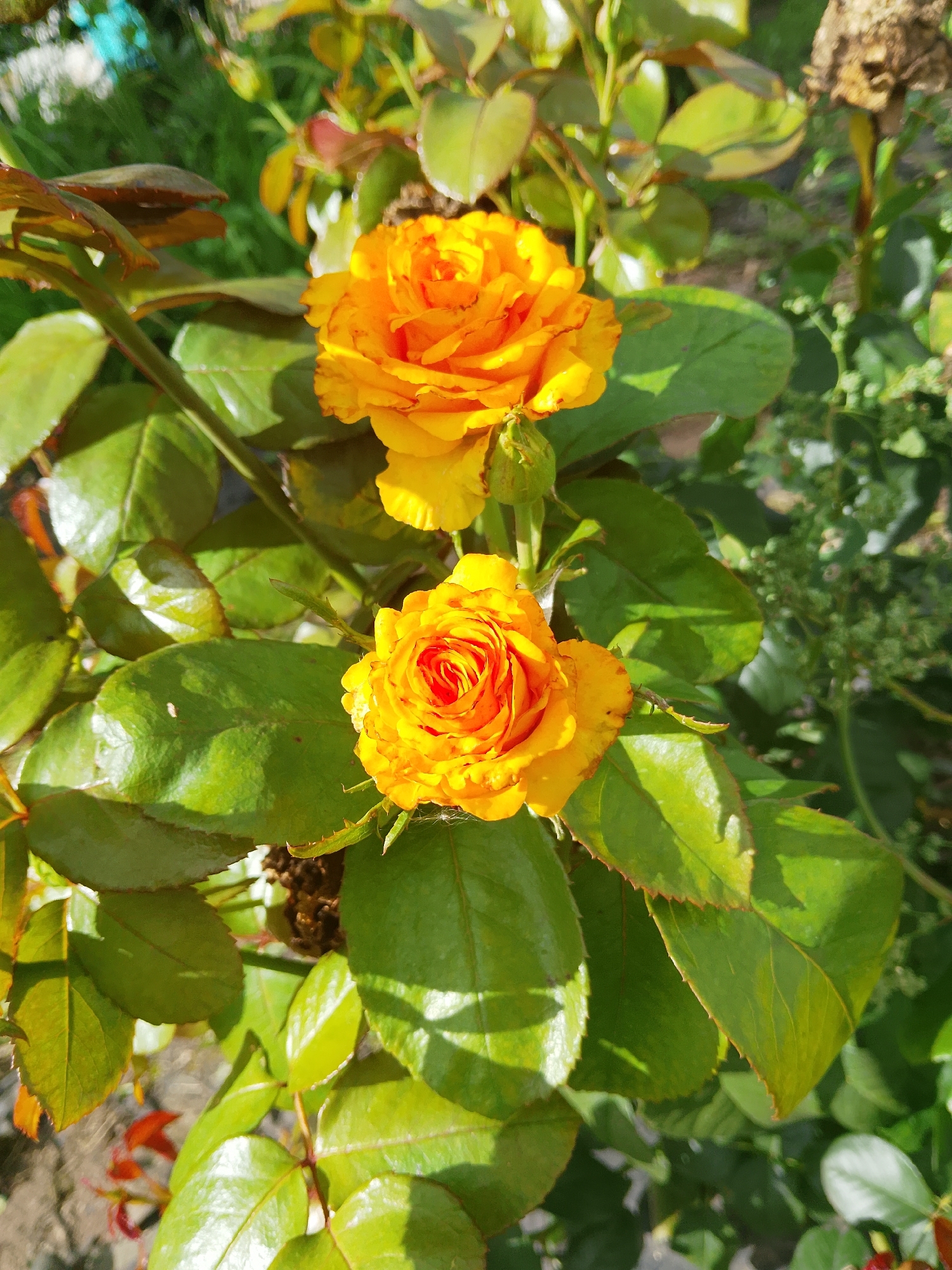 The image shows two bright orange roses with green leaves on a sunny day. One rose is in full bloom, while the other is slightly less open, revealing its red and orange petals. The roses are in focus, with the background blurred. The scene appears to be a garden, possibly in Verkhopol'e, Russia, given the context. There are no people or animals visible in the image. The environment is characterized by lush greenery and bright sunlight, creating a vibrant and cheerful atmosphere. The leaves of the rose plant are a rich green color, with some hints of red on the edges. The rose petals are delicately layered, and the overall impression is one of natural beauty and abundance.
