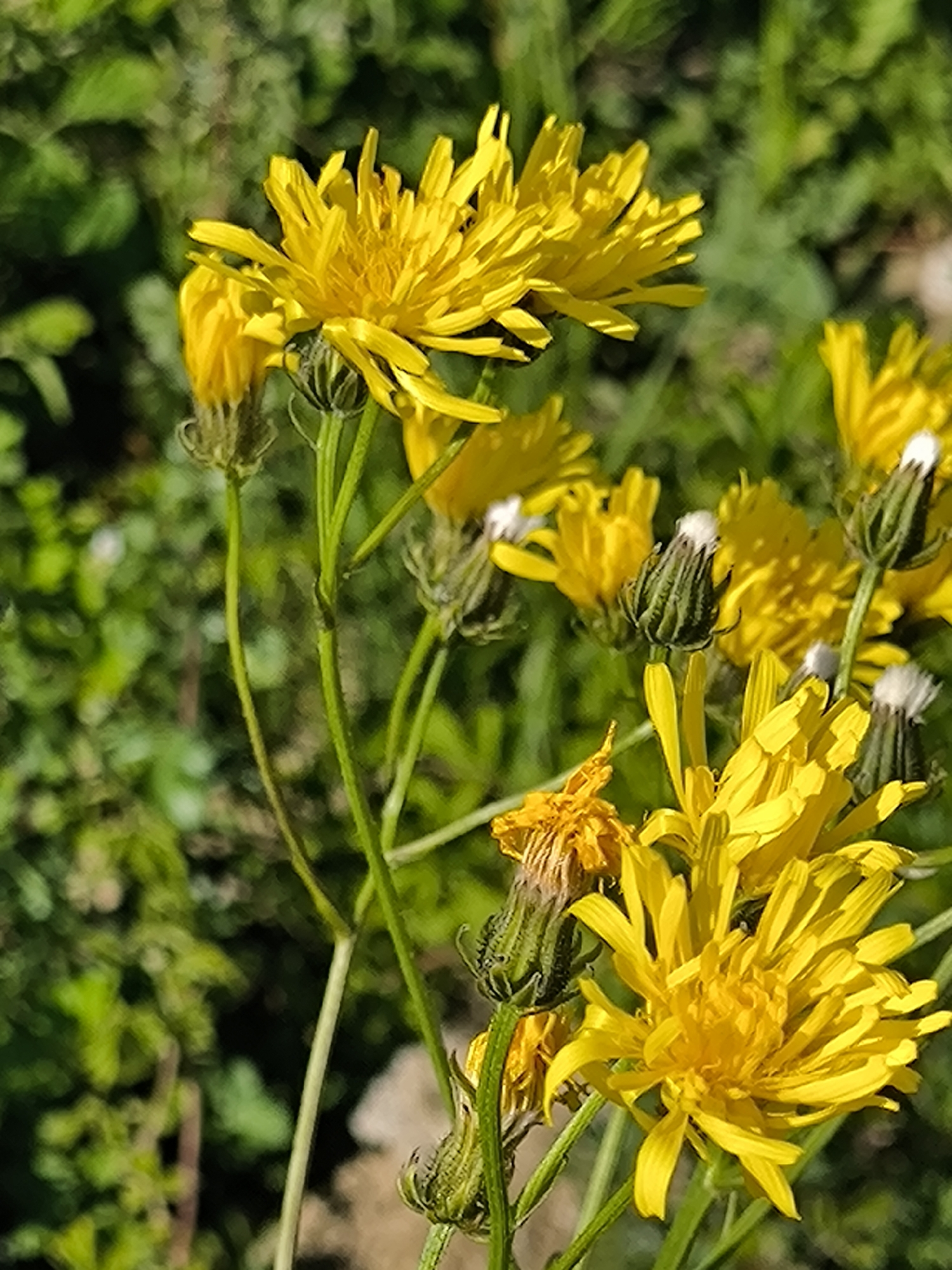 The image, set in Laskino, Russia, depicts a close-up outdoor scene dominated by multiple bright yellow composite flowers. These flowers, resembling species like hawkweeds or dandelions, feature numerous elongated ray florets forming dense, slightly rounded heads. Several flowers are fully open and vibrant yellow, while others are present as green, elongated flower buds, some exhibiting prominent white, fluffy apices, indicative of either developing pappus or a pre-bloom stage. One flower head in the lower left foreground appears withered and brown. The slender green stems supporting the flowers are visible. The background consists of heavily blurred, out-of-focus green foliage, creating a shallow depth of field that isolates the floral subjects. The scene is illuminated by bright, natural sunlight, suggesting daytime conditions.