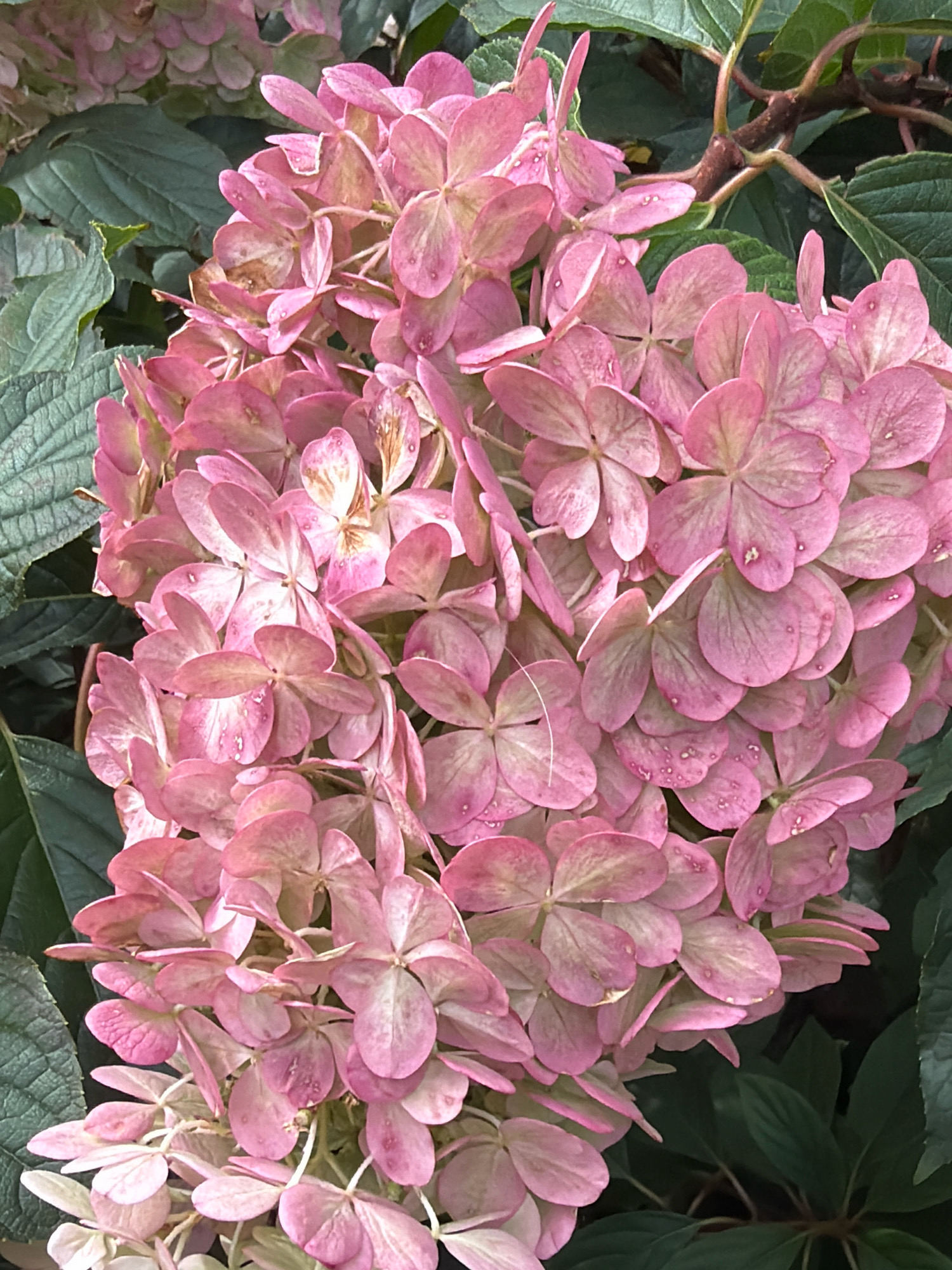 The image shows a close-up of a cluster of pink hydrangea flowers with some water droplets on their petals, surrounded by dark green leaves. The lighting suggests it is daytime. There are no people or man-made objects visible. The image does not contain any information that would allow for the identification of its location within Wrocław, Poland.