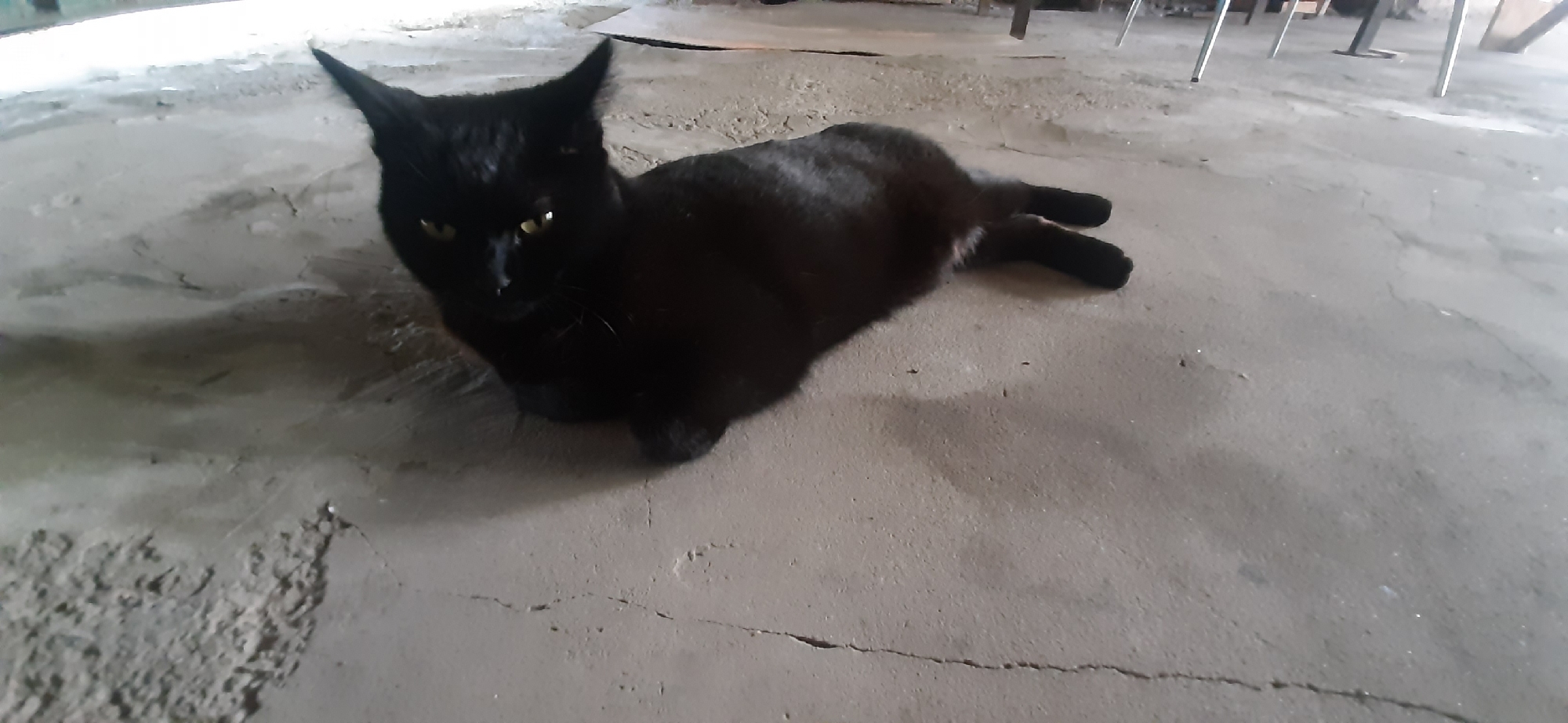 A black cat is lying on a concrete floor with its hind legs extended to the right. The cat is facing left with its head turned towards the camera. Its eyes are yellow and it appears to be alert. The concrete floor is cracked and worn. In the background, there are some metal table legs and what appears to be a wooden surface. The lighting suggests an indoor environment. There are no people visible in the image. The location in Yessentukskaya, Russia is unknown.