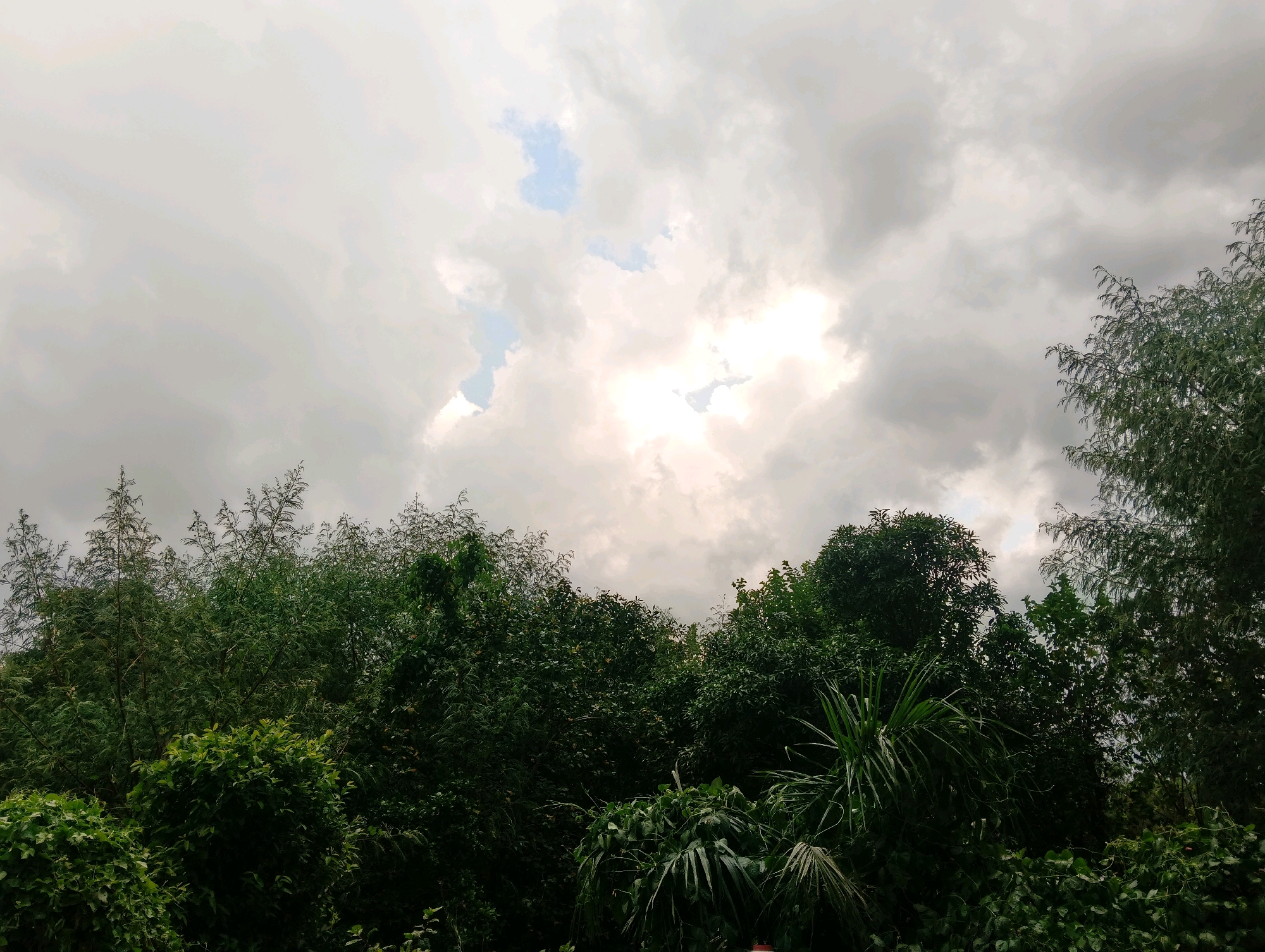 The image depicts a dense canopy of green foliage, with various types of trees and bushes filling the lower half of the frame. Above the trees, a dramatic sky is visible, characterized by heavy, grey clouds interspersed with patches of bright, illuminated sky. The light filtering through the clouds suggests either a break in the rain or the presence of a strong light source, possibly the sun, behind the clouds. The scene appears to be an outdoor environment, possibly a natural area or a garden within the city of Daramni, India, given the context provided. There are no people or visible structures in the image, focusing solely on the interplay between the lush vegetation and the dynamic sky.