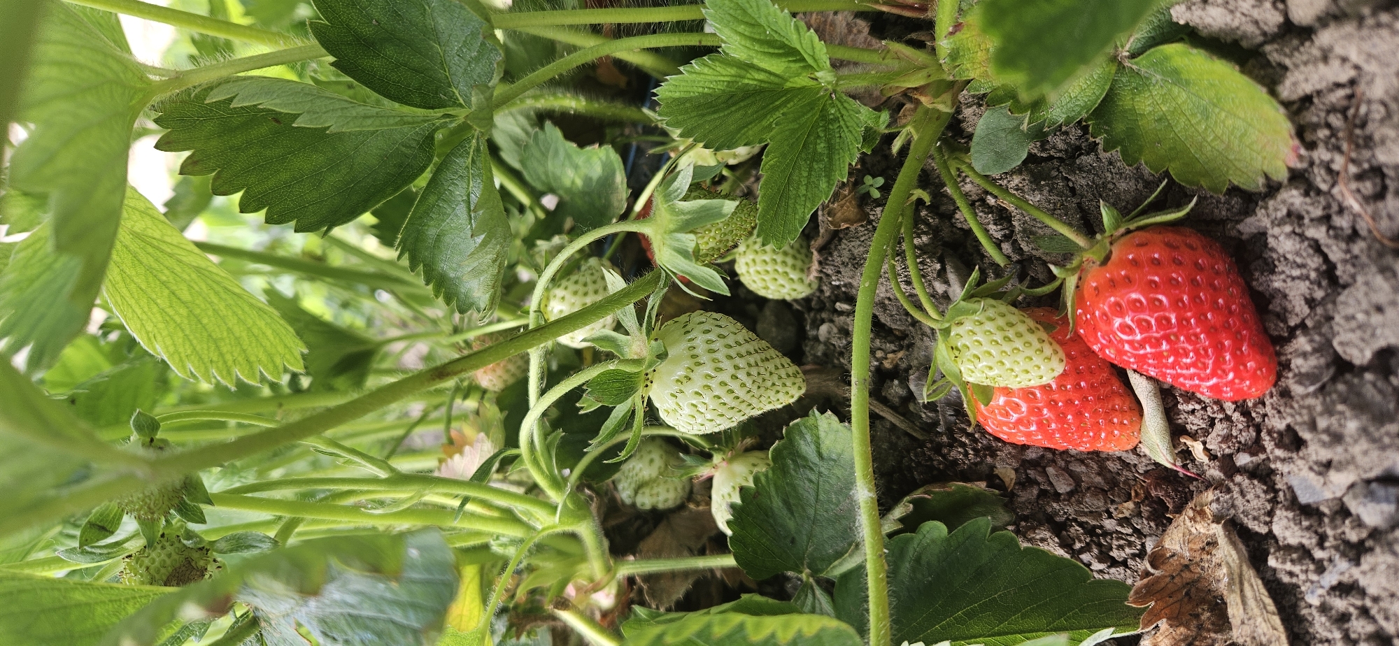 The image shows a close-up of a strawberry plant in Unknown, Unknown. The plant has several green leaves and both unripe and ripe strawberries. The ripe strawberries are a bright red color. The surrounding soil is visible and appears dry.