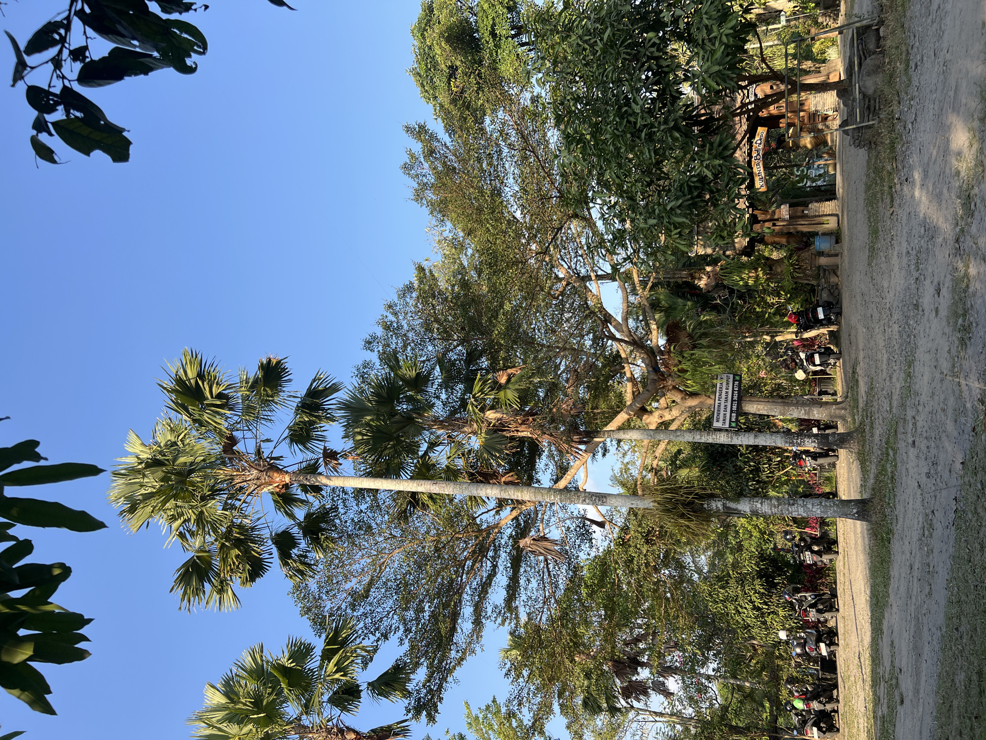 The image depicts an outdoor scene in Tlogoadi, Indonesia, likely a parking area for a restaurant or attraction. In the foreground, a dirt and gravel lot is partially visible, with grass growing in patches. A row of motorcycles is parked on the left side of the lot, most of them facing away from the camera. In the middle ground, two tall palm trees stand prominently, one with a sign attached to it that reads "MENERIMA PENGERJAAN TAMAN DAN TANAMAN RUMPUR" and "HUB: 0821 3824 6776". Behind the palm trees, a large, sprawling tree with intricate branches dominates the background. To the right, an entranceway constructed of wood and stone is visible, with a sign above it that appears to say "KULINER BALI DESO". The area is densely populated with various types of trees and foliage, including leafy green trees and more palm trees. The sky is a clear, bright blue. The lighting suggests it is daytime, likely late afternoon given the angle of the shadows. No people are clearly identifiable in the scene.