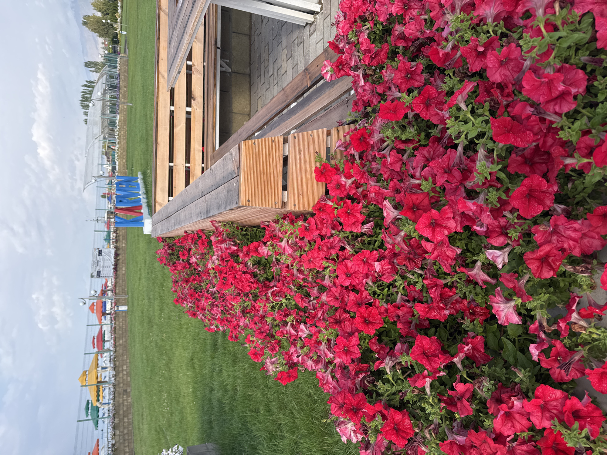 In Sary-Oy, Kyrgyzstan, a vibrant bed of red petunias overflows in the foreground, framing a park-like setting. Behind the flowers, wooden benches and tables suggest an outdoor seating area. In the mid-ground, a large, modern structure resembling a greenhouse or covered pavilion stands prominently on a manicured lawn. Further back, a fence encloses a row of colorful beach umbrellas in shades of yellow, red, green, and blue. A sign with the word "KARMEN" in large, three-dimensional letters, with "K", "A", and "R" in blue, and "M", "E", and "N" in red, is visible on the grass. The sky is overcast with a few clouds, and distant trees and mountains can be seen. The overall scene depicts a recreational area, possibly a resort or park, with elements of natural beauty and modern amenities.