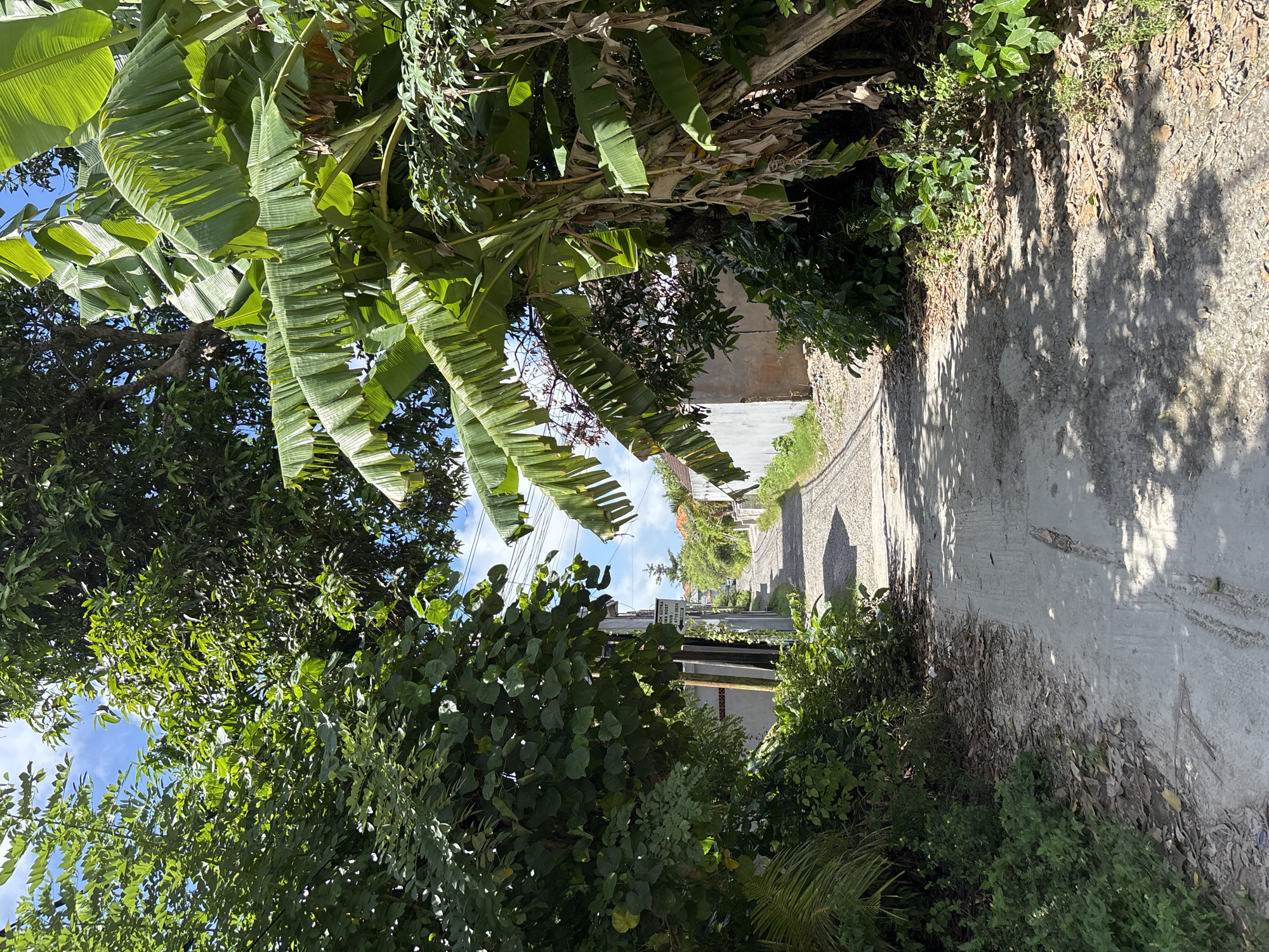 The image shows a narrow, sunlit road in Kuta Selatan, Indonesia. Lush tropical vegetation, including banana trees with large, drooping leaves, overhangs the road on both sides. The road surface is concrete or pavement, with patches of dirt and debris along the edges. Buildings are visible in the distance. The sky is partly visible through the trees. No people are visible.
