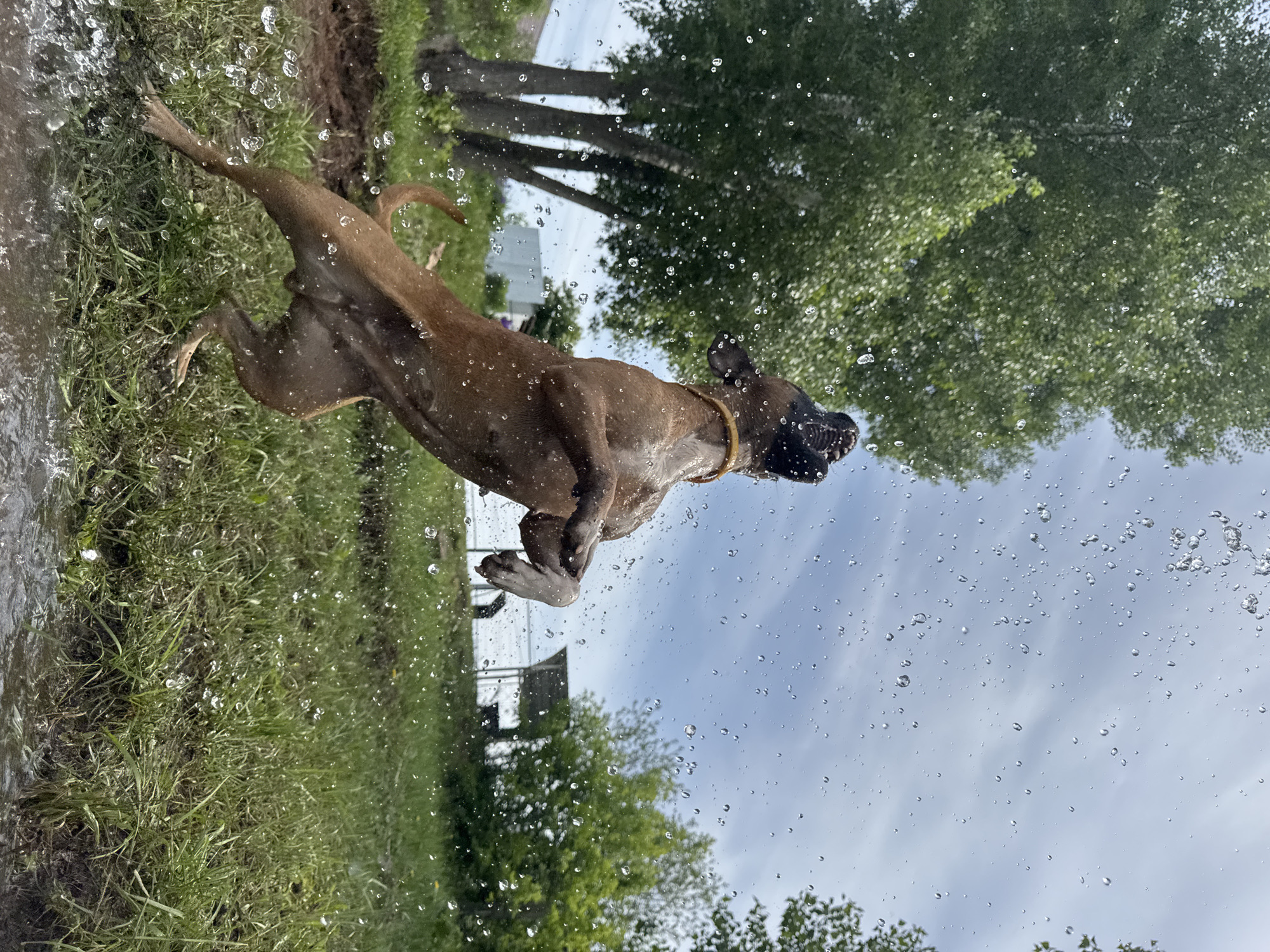 A brown dog wearing a gold collar is airborne over a grassy area, likely catching water droplets in its mouth. Trees and a cloudy sky form the background. The location is Chaikovsky, Russia.