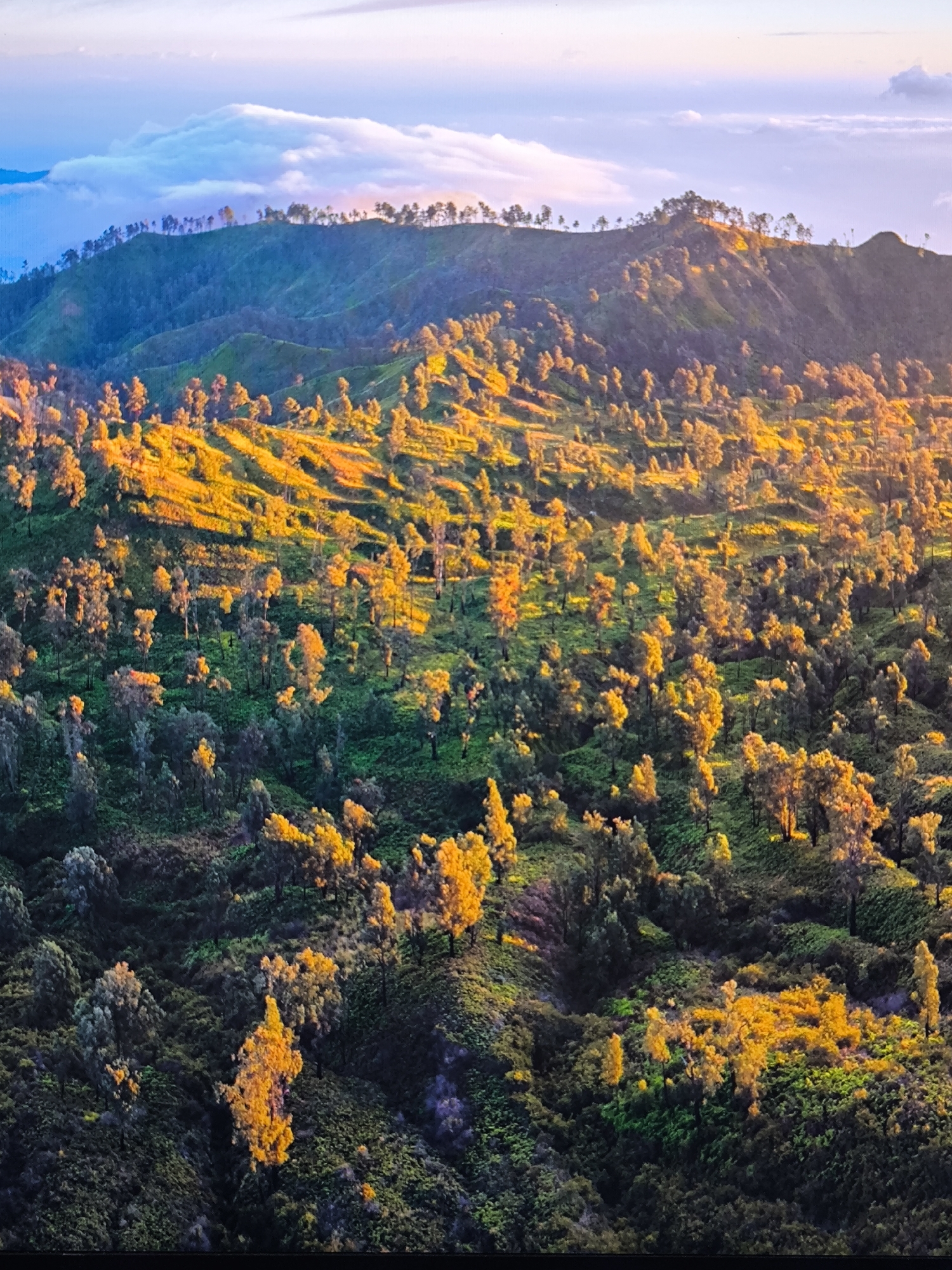 The image presents a high-angle, panoramic view of a vast, unidentifiable mountainous forest landscape, likely at sunrise or sunset. No individuals or artificial structures are visible. The terrain features numerous rolling hills and steep slopes densely covered in trees. Many trees in the mid-ground and foreground display vivid yellow-orange foliage, strongly illuminated by direct, warm, low-angle sunlight, creating bright highlights against the darker green and grayish-green vegetation in shaded areas. Distant mountain ridges recede into the background. The upper sky exhibits soft gradients of pale blue, pink, and light purple, with prominent white clouds lining the far horizon and appearing as low-lying banks above distant peaks. The environment is a natural, unpopulated wilderness.