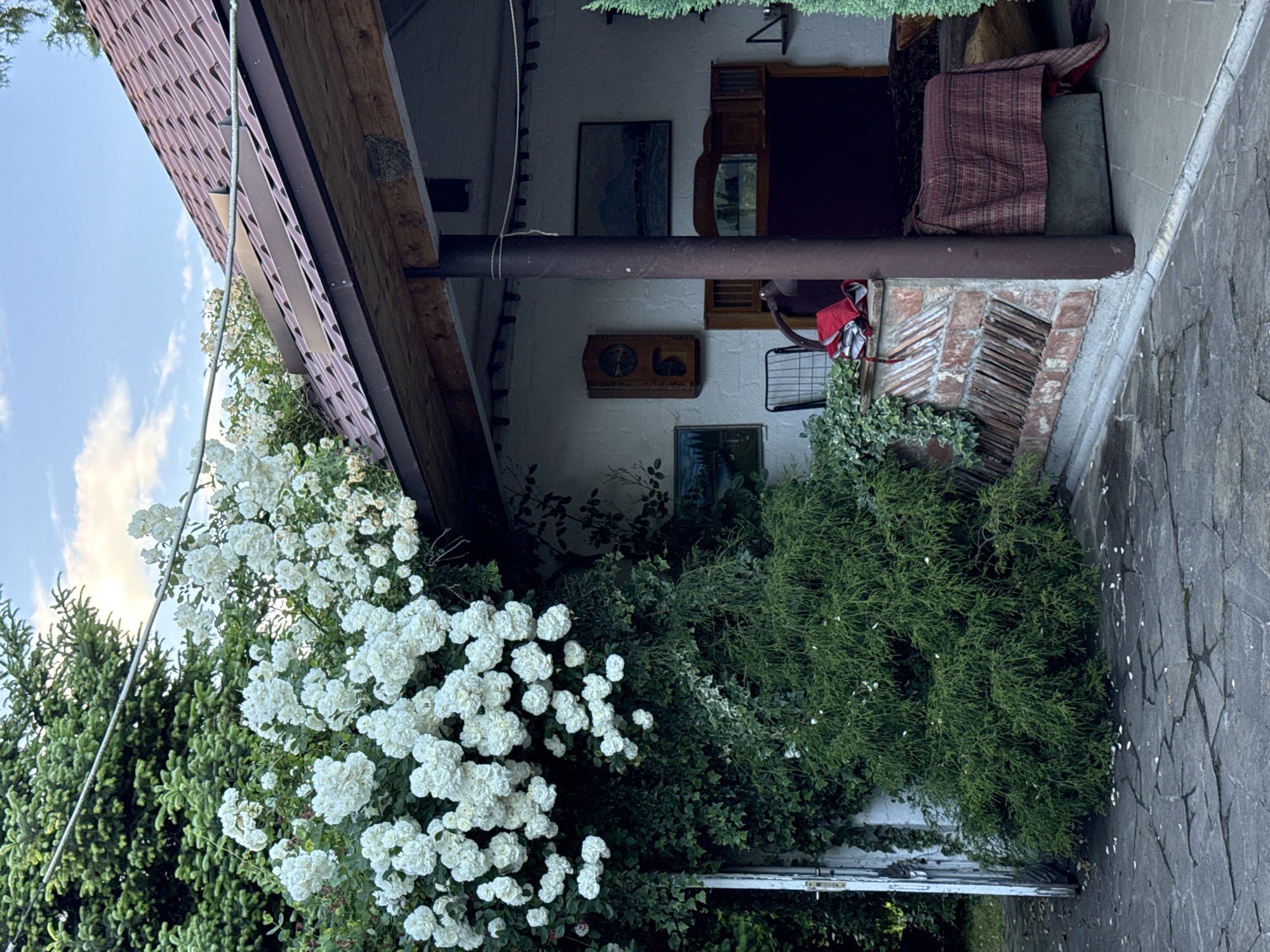 The image depicts an exterior view of a covered porch or outdoor living area, potentially located in Alagir, Russia, given the context. Lush white roses are heavily draped over an evergreen tree and cascade down the side of a white building. The porch roof is made of reddish-brown tiles and supported by a wooden beam. Inside the covered area, the wall is white and adorned with two framed landscape paintings and a wooden clock. A dark-colored couch covered with a striped reddish-brown blanket is visible, along with a metal chair and a red bag. The ground in front of the porch is paved with irregular grey stone slabs. The overall scene suggests a tranquil, overgrown, and somewhat rustic outdoor space.