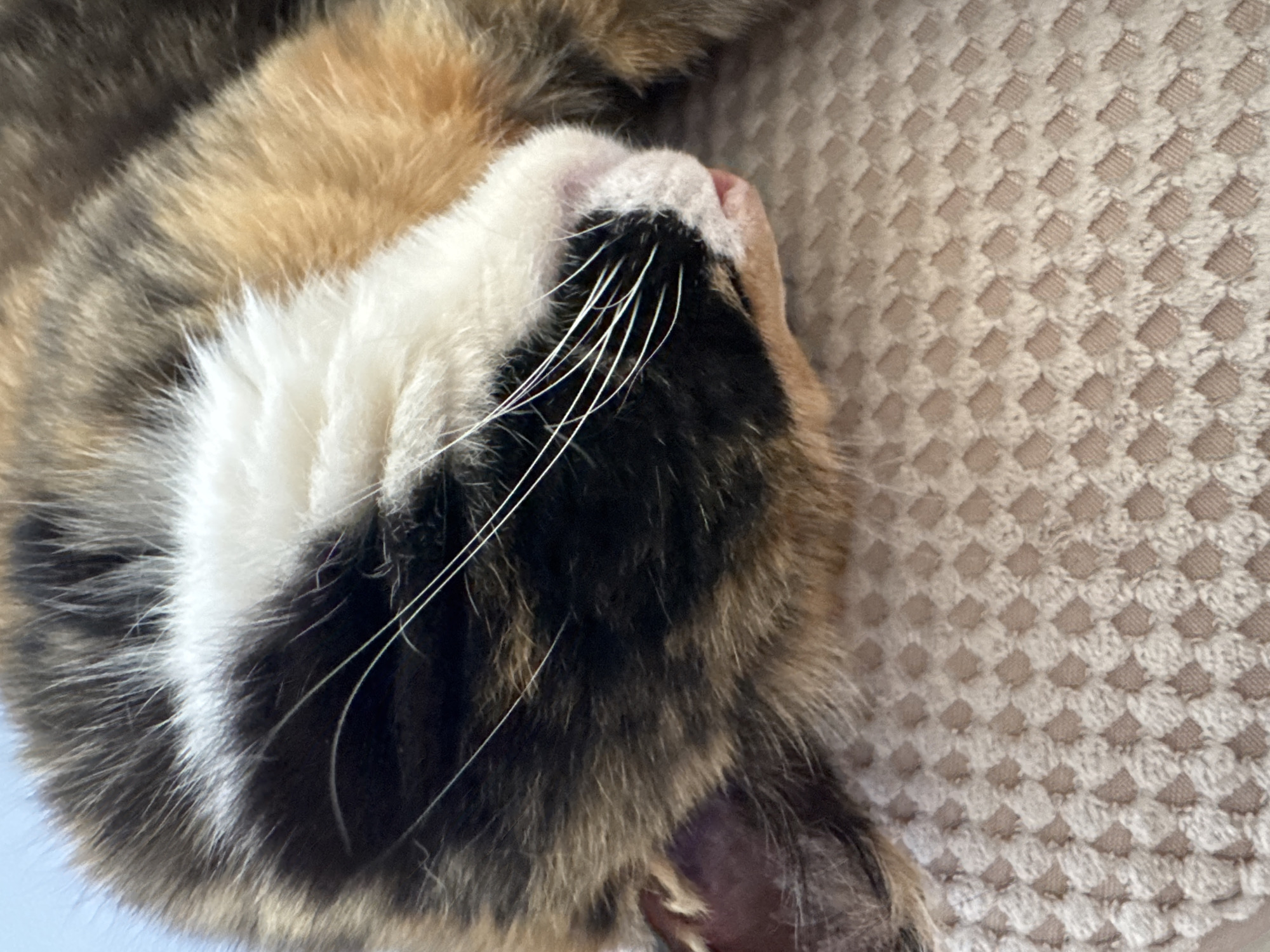 A close-up, eye-level, medium shot captures a calico cat sleeping on a textured, light-colored surface. The cat's head is tilted downwards, with its eyes closed, and its nose is slightly pink. Its fur exhibits patches of black, white, and orange. White whiskers extend from its muzzle. The background consists of a tightly woven, textured fabric, possibly a blanket or cushion. There is no indication of the location within the city of Chuguyevka, Russia.