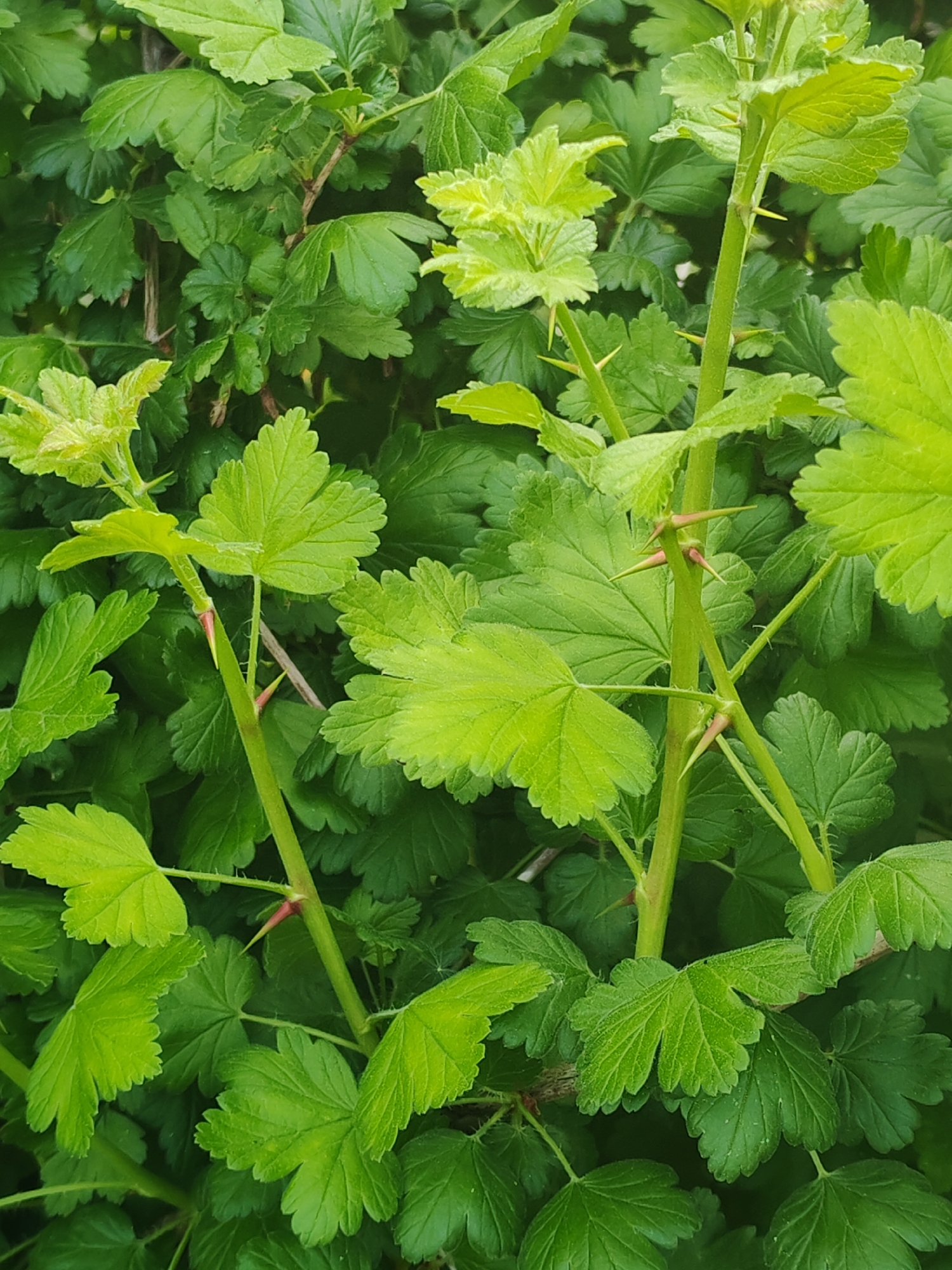 The image shows a close-up of a shrub with green leaves and thorny stems. The leaves are lobed and textured, with varying shades of green. The stems are green and have reddish-brown thorns protruding from them. The background consists of more of the same foliage, creating a dense, green environment. The location is Unknown, Unknown. There are no people or other objects visible in the image.