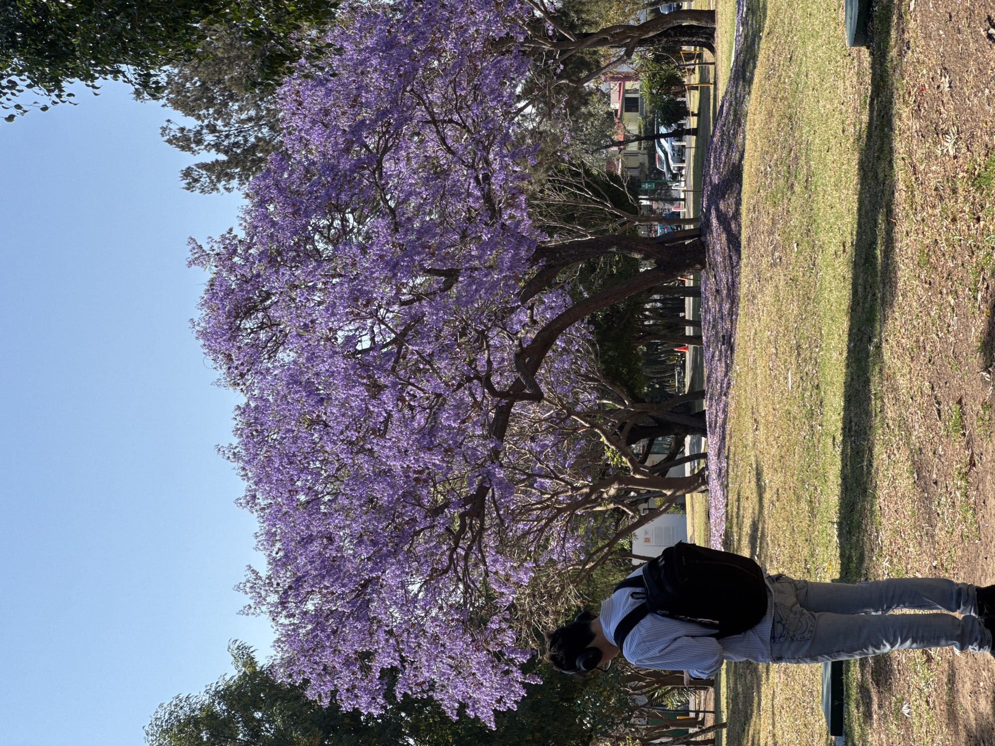 A person with a backpack and headphones stands in a park in San Andrés Cholula, Mexico, under a large Jacaranda tree in full bloom with purple flowers. The fallen flowers are scattered on the grass, which is a mix of green and brown hues. A street with cars is visible in the background. The sky is clear and blue.