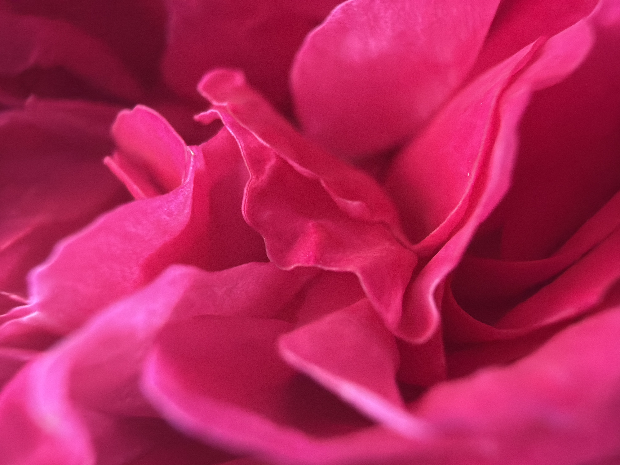 The image is an extreme close-up, macro photograph of a pink flower petal. The petal is folded and creased, with soft, flowing curves. The lighting creates highlights and shadows, emphasizing the texture and depth of the petal. There are no people, objects, actions, interactions, or environmental details visible that would indicate a location in Папярнянскі сельскі Савет, Belarus, or any other specific geographical place.