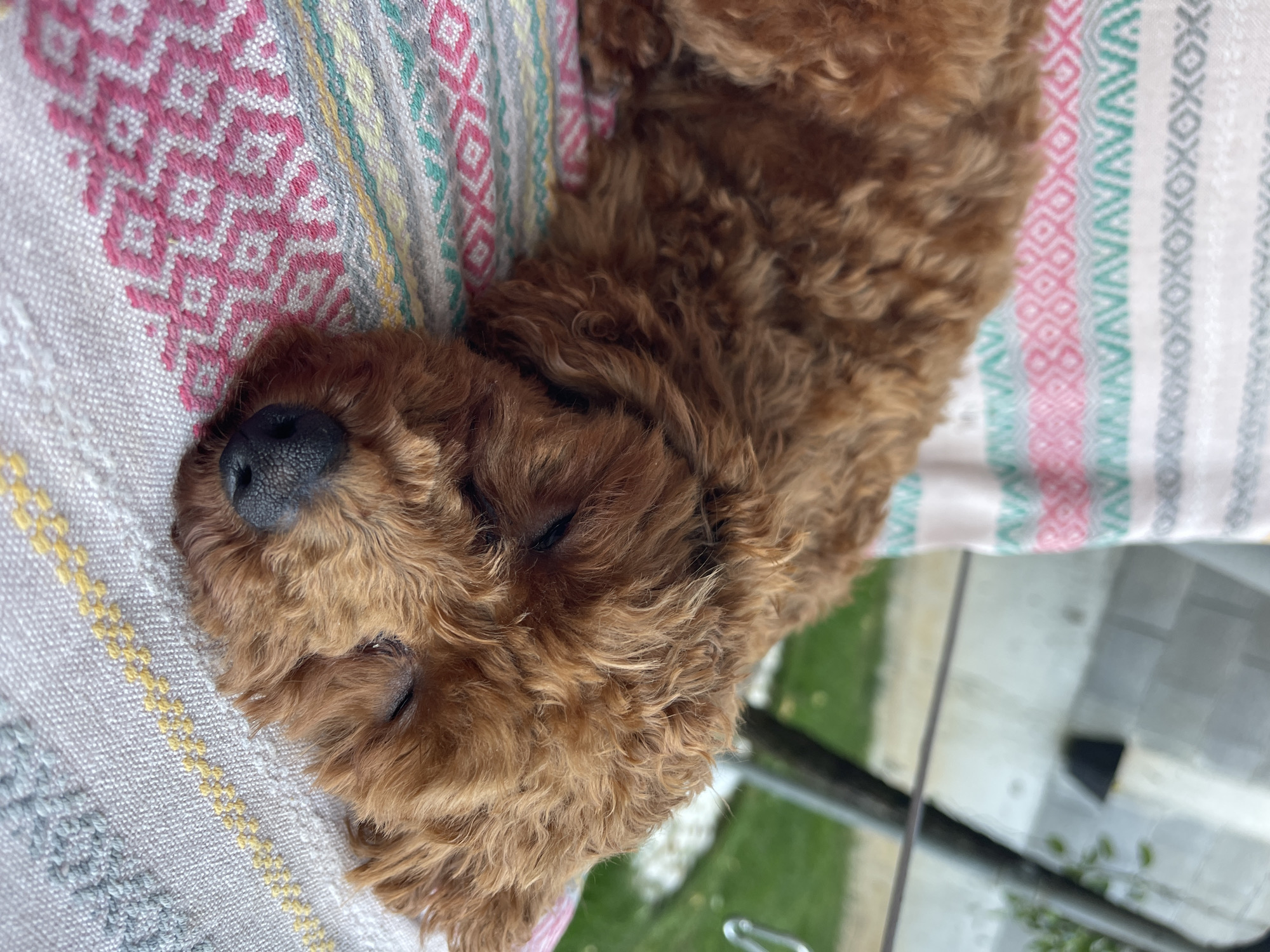 A close-up, slightly rotated view captures a reddish-brown poodle sleeping on a multicolored woven fabric. The dog is positioned from the upper left to the center right of the frame, its head near the upper left corner. The poodle's eyes are closed, and its black nose is prominent. The woven fabric displays patterns of pink, grey, yellow, blue and white. The background is partially blurred and includes foliage and a glimpse of a grey surface, suggestive of an outdoor setting, such as a garden or patio. There is no specific information in the image to suggest the location is Sofia, Bulgaria.