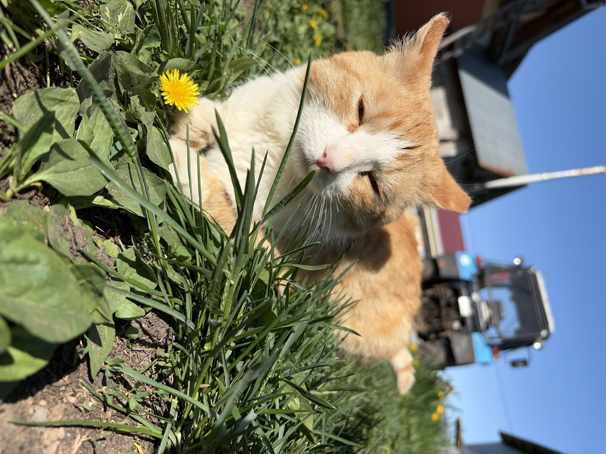 A medium shot, taken at ground level and rotated clockwise, depicts a ginger and white cat resting amongst grass and a dandelion. The cat is lying with its head tilted, eyes closed, and paws relaxed. Its fur is mostly ginger, with white markings on its face and chest. A dandelion blooms nearby, its yellow petals contrasting with the green grass. Beyond the cat and grass, a blue tractor is partially visible against a backdrop of a clear, blue sky. In the background, a building with a red roof is visible to the left of the tractor. The location is in the city of Кемуль, Russia.