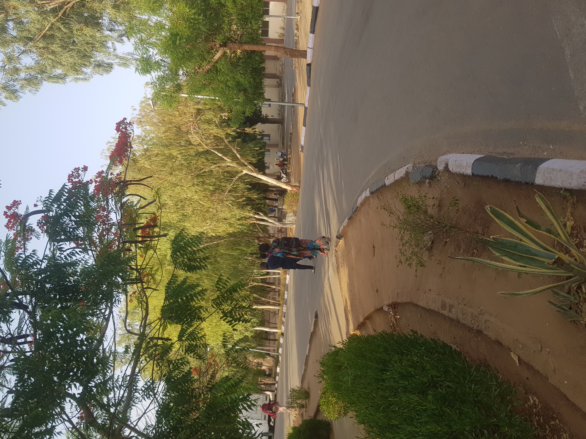 The scene is an outdoor view of a road in Dabawa, Nigeria. The road curves slightly and is flanked by trees, some of which are in bloom with red flowers. A few people are walking along the edge of the road. Buildings can be seen in the background. A curb runs along the side of the road, marked with black and white paint.