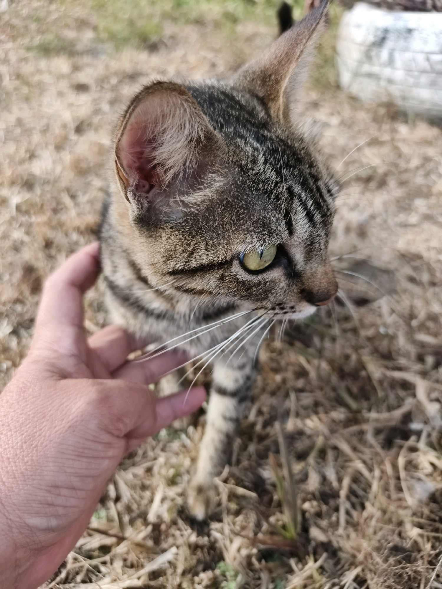 A tabby cat with green eyes is being petted by a hand on its head. The cat is standing on dry grass and dirt. The background is blurred, but appears to be an outdoor setting with some white objects visible in the distance. The image is taken from a slightly elevated angle, looking down at the cat. The location is not specified in the image, but if it were in Tombatu Dua, Indonesia, the environment would likely be tropical, with lush vegetation and possibly a more humid climate.