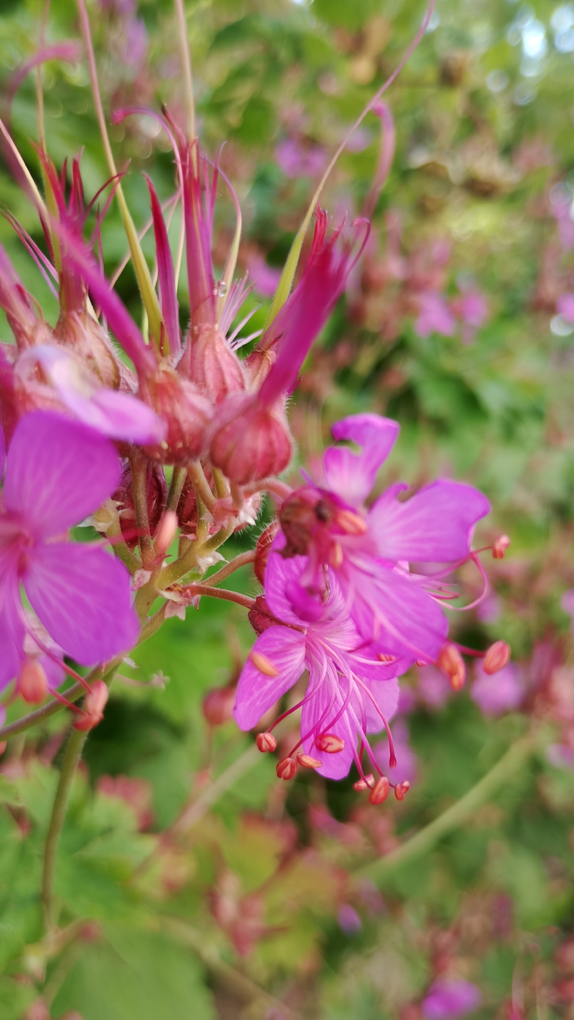 A macro photograph captures a cluster of vibrant pink geranium flowers in bloom, set against a blurred backdrop of greenery and other flowers, suggesting a garden or natural setting. The flowers are in sharp focus, showcasing intricate details of their petals, stamens, and pistils. Some of the flowers are fully open, revealing their delicate structures, while others are in bud. The image is taken outdoors, likely during daylight hours, indicated by the natural lighting and the soft bokeh effect of the background. The specific location of Smolyan, Bulgaria, is not visually identifiable within the image itself, as the photograph focuses solely on the floral subject matter without any discernible landmarks or urban elements.